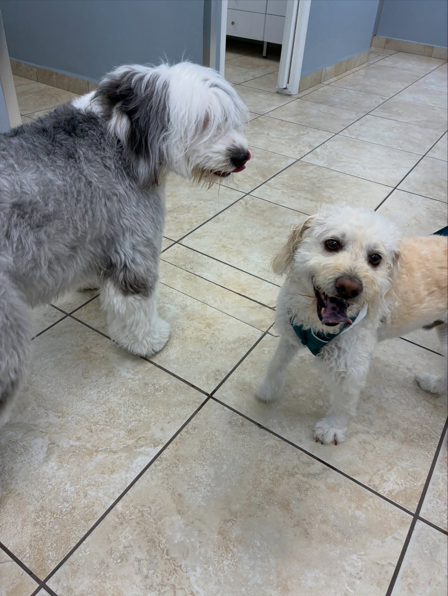 Palmetto Animal Clinic
📲305-824-9990
📍1919 W 68 St. Hialeah, Fl 33014
🌐Website:
https://www.palmettoanimalclinic.net
#palmettoanimalclinic #florida #miami #hialeah #veterinarymedicine vettech vetmed PalmettoAnimalClinic NewPatient FurFamily WelcomeLittleOne