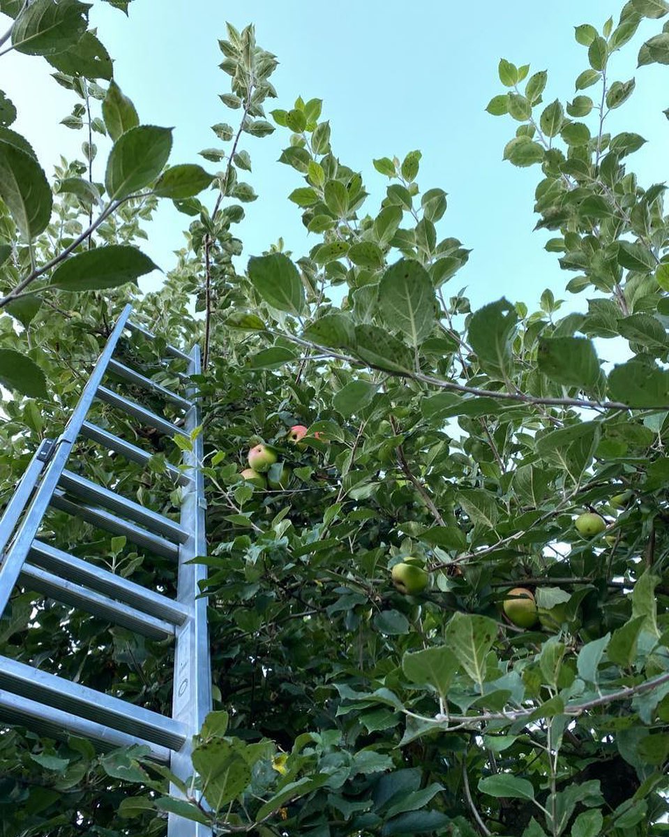 Ein Hoch auf die Hochstammbäume!😍🎉
Wir sind weiter am Äpfel ernten :)
Wer von euch geht auch hoch hinaus?😊
.
.
#apfel #hochstamm #hochstammbäume #natürlich #bio #demeter