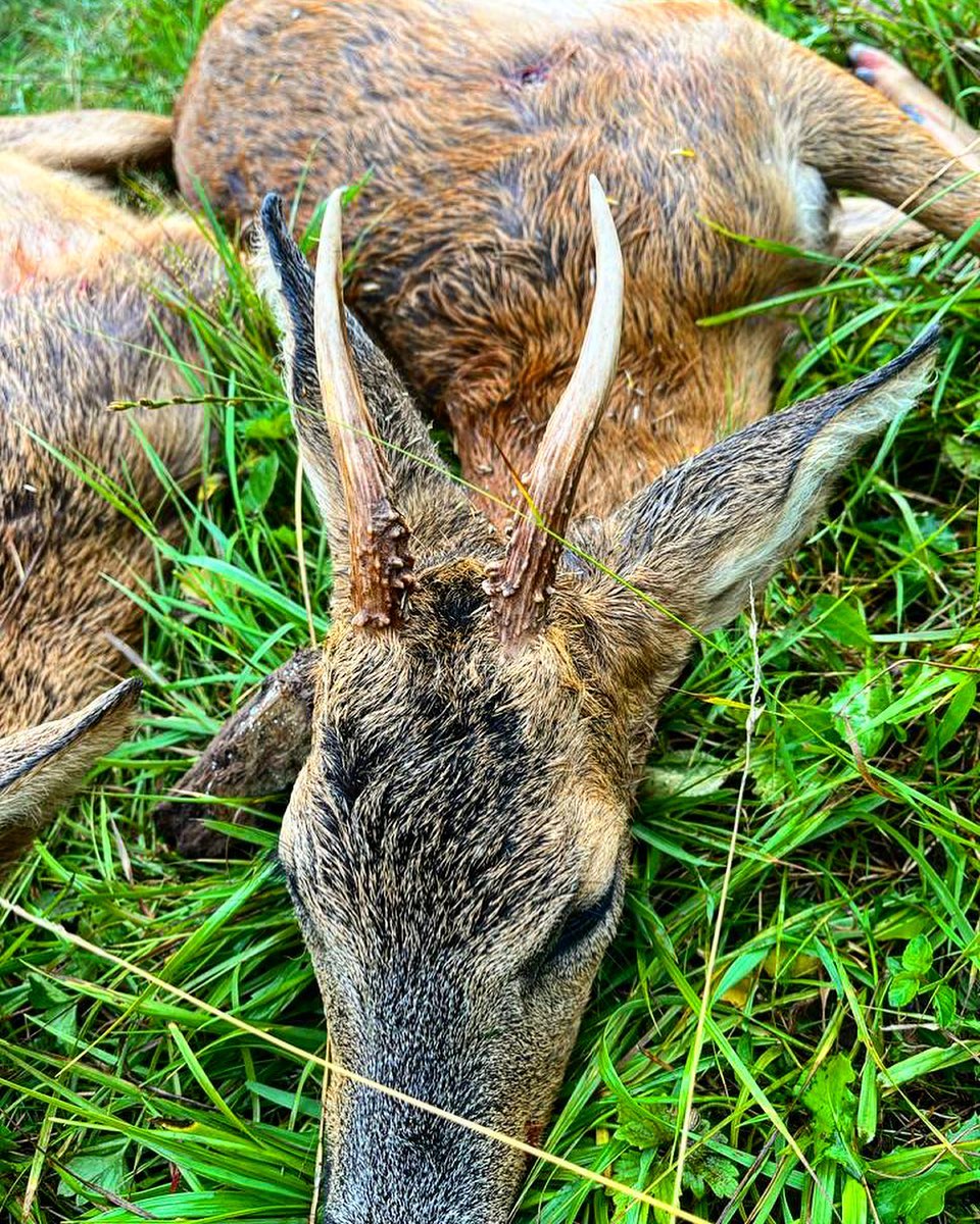 Waidmannsheil 🍀
Toller Morgenansitz geht mit Waidmannsheil zu Ende.
#waidmannsheil #rotwild #rotwildjagd #jäger #jägerleben #natur #wild #schalenwild #jagdmomente #wildfleisch #outdoor #forest #waidmannsdank #huntinglife #love
#nature #natur #hunting #outside #qualitytime #wildboar #revier #forestphotography #wald #jagd #passion #fotografie #jakt #jagdistleidenschaft