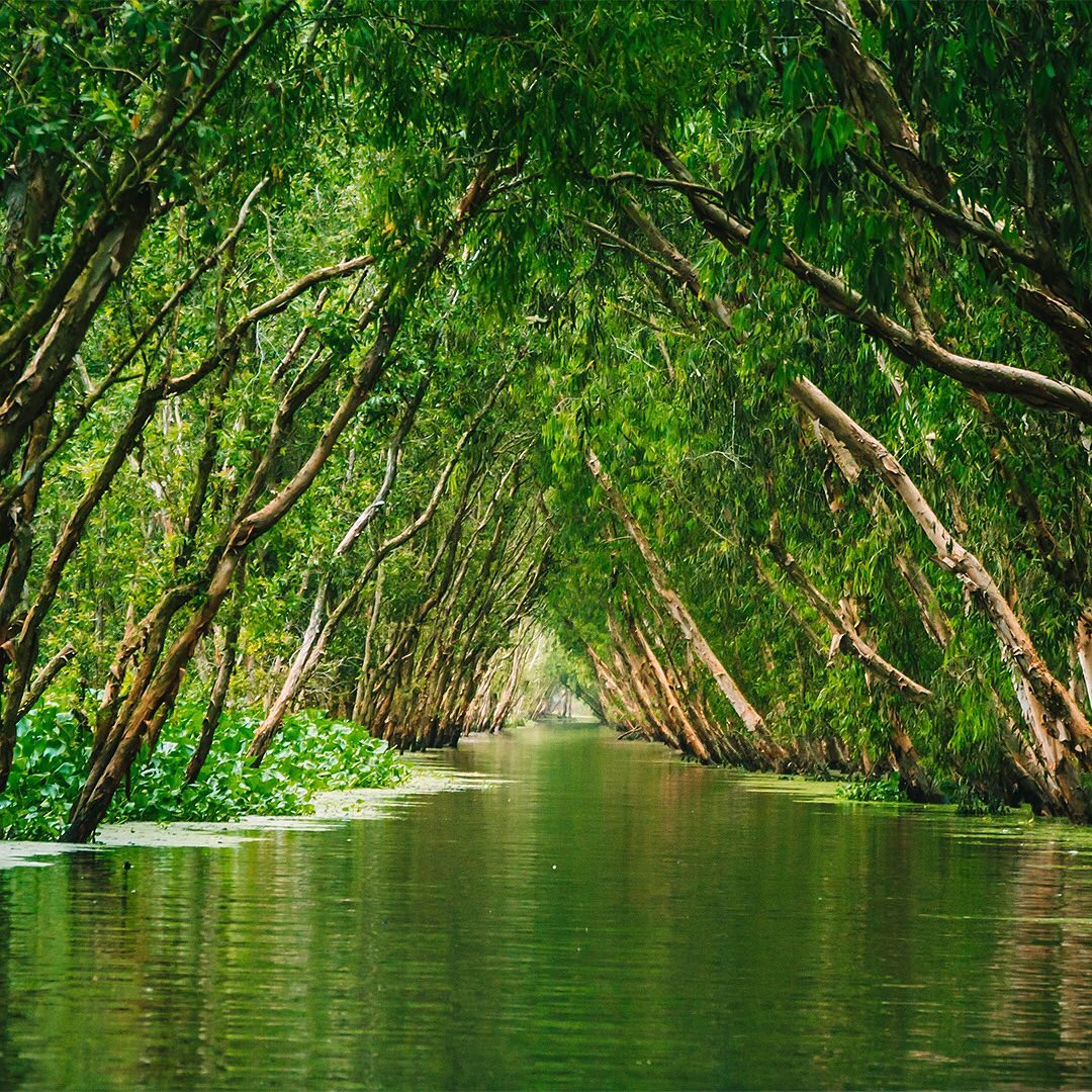 Check Out This Incredible Underwater Forest!
“The Tra Su Cajuput Forest in Vietnam is an ecosystem of cajuput trees and a flooded mangrove forest that provides a breathtaking backdrop to the plants and animals of this paradisiacal park. The swamp area is a perfect location for hundreds of species, from plants, fish, snails, crabs, frogs to aquatic life, providing food for the overlying storks and other birds. Tra Su Cajuput Forest is home to an estimated 140 species of plants, 70 species of birds, 11 species of animals, 25 species of reptiles and 23 species of fish.” – www.unseenvietnamtours.com
Subscribe to @trilliontreescampaign for more inspiring nature content and to connect with easy ways to plant trees around the world.
#trilliontreescampaign #trilliontrees #reforestation #generationrestoration #wildnature #naturebeauty #naturetherapy #incrediblenature #beauty_of_nature #wow_planet #naturegrams #givebacktonature #nature_inspiration #naturebeauty_pix #naturemeditation #natureinspiredbeauty #naturelifeearth #naturelifeearth #mothernaturerocks #naturephotography #jawdroppingshots #treeplanting #planttrees #treeconnection #waterislife #freshwater #watersheds #treephotography #forestphotography #landscapelove