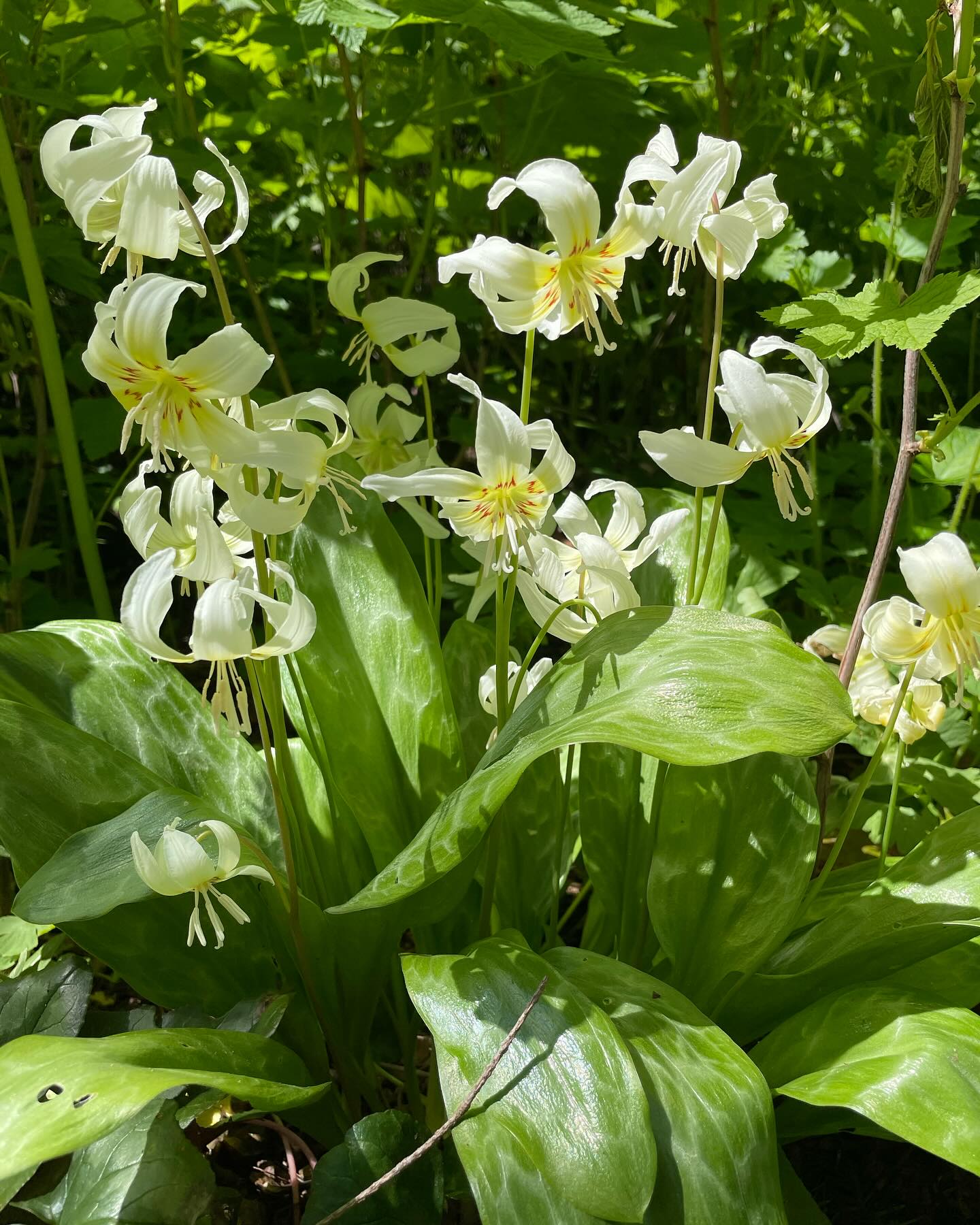 Slide through: 4 native plants perfect for BC Woodland Gardens - spring is around the corner - how about adding one of these to your garden?
1. White Fawn Lily (Erythonium oregonum)
2. Ostrich Fern (Matteuccia struthiopteris)
3. Marsh Marigold (Caltha palustris ‘Plena’)
4. Pink Fawn Lily (Erythonium x revolutum)
Creating a Woodland Garden is a fantastic spring time gardening project. Learn how to get started in my latest blog “How to Craft a Woodland Garden” - see bio.
#mayneisland #coastalgarden #pnwgarden #plantlocal