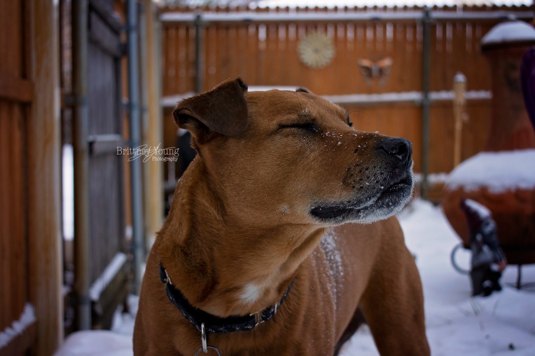 "I smell snow." - well not really because this is Texas and it's 80 degrees outside.
.
.
.
#instadog #dogsofinstagram #photography #photographer #dallas #snow #petphotography