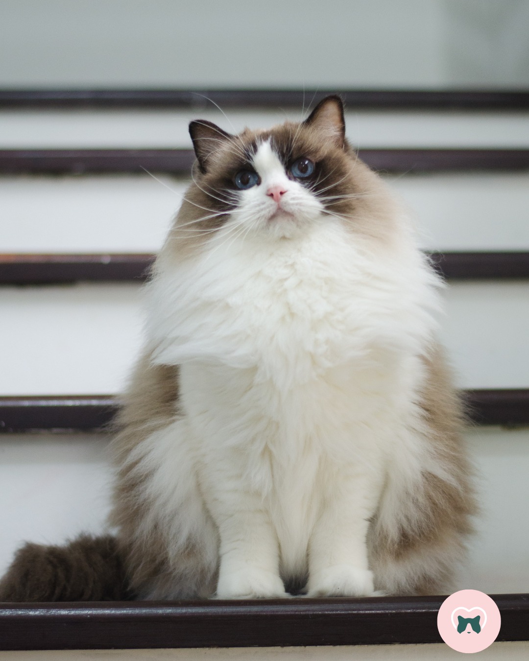 ✨ Hoje é o Dia dos Aposentados ✨
Lembro como foi difícil aposentar meu primeiro Ragdoll.
No começo, eu acreditava que conseguiria ficar com todos até o fim da vida.
Doce ilusão.
E nem sempre a aposentadoria está ligada apenas à idade.
Alguns gatos simplesmente não nasceram para a reprodução — e o melhor ato de amor é a castração.
Com os anos, a gente aprende que a vida de um criador responsável está longe de ser um mar de rosas.
💚 Bem-estar
Gatos reprodutores ativos, gestantes, filhotes e idosos castrados não convivem bem.
Cada fase tem seu ritmo, sua alimentação, seus cuidados e exige atenção individual.
Aqui, a regra do “quanto mais, melhor” não funciona.
E é preciso muito, muito amor para encontrar novos lares, onde eles possam receber ainda mais carinho e dedicação.
🩺 Saúde
Muitos gatos juntos podem gerar estresse, ciúmes e brigas.
Com isso, a imunidade cai e surgem doenças.
Todos querem colo, brincadeira, presença.
A rotina muda, os cuidados aumentam, as visitas ao veterinário também.
Por isso, respeitar o tempo e o ciclo reprodutivo de cada um é essencial.
Aqui, optamos por aposentar nossos gatos entre 4 e 6 anos — cerca de 40 anos humanos — priorizando saúde, qualidade genética e bem-estar.
💞 Amor
Criamos gatos para levar amor e alegria às pessoas.
E quero exatamente isso para cada um deles:
uma vida plena, com atenção, carinho e respeito — seja conosco ou com uma família especial.
Hoje quero homenagear e agradecer, de coração, a todos os clientes da família Blumenkatzen que acolheram um de nossos aposentados.
Obrigada por serem pais incríveis e por nos manterem sempre presentes na vida deles. 🫶💚
🐾 Quer conhecer e saber mais sobre nossos aposentados?
👉 Link no site:
https://www.blumenkatzen.com/aposentados
📸 RW SGCA Blumenkatzen Fergie Chloe - By @danafaraujo