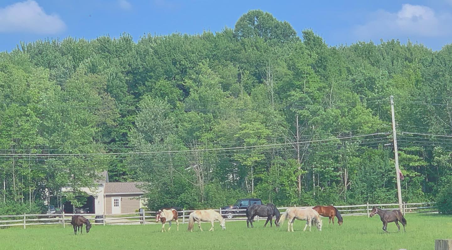 We believe “the more turnout, the better!” It is crucial that we give our big four legged family members significant daily time out of their stalls and here’s why!
1. Digestive Health
Lack of movement causes reduced gut function. Because of this, horses kept in pastures or larger spaces are known to possess a lower risk of colic and ulcers.
2. Leg Health
Horses are designed to roam freely. Keeping your horse out in our maintained pastures where they can move about will help prevent stiff joints and agitation caused by arthritis. Specifically, we’ve found that horses with hock and stifle arthritis will move like a dream when we give them unlimited turnout time.☺️🌾☘️🐴
3. Hoof Health
Exercise encourages increased circulation to the hooves, and also promotes healthy hoof growth. If your horse is confined to a damp environment such as a soiled stall, they will be more prone to hoof abscesses, white line disease, and thrush. 😣
4. Mental Health
Horses kept in stalls for extended periods of time will often become bored, and can develop bad habits as a result. Weaving, pawing, pacing, wood chewing, and cribbing are just some examples of behaviors that can be caused by prolonged confinement. We prevent these behaviors and have even noticed improvements in horses that are now experiencing good healthy pasture and sunshine.
5. Energy Management
If your horse is high strung, you’ll find that turnout time is your best friend! We give horses the freedom to move and exercise freely this ensures that minimal energy is pent up when it comes time to ride. When horses have significant pasture time, you’ll notice that you may not need to lunge them before rides etc. They’ll come out of the field calm, cool, and collected.
6. Social Time
Horses are herd animals and thrive in social environments. Most horses (especially those token playful geldings!) will appreciate our turnout time with their buddies. If your horse dislikes other horses or is known to kick and bite, we study behaviors, rotate herds through our multiple pastures, ensuring we are giving them turnout time alone! ❤️🐴