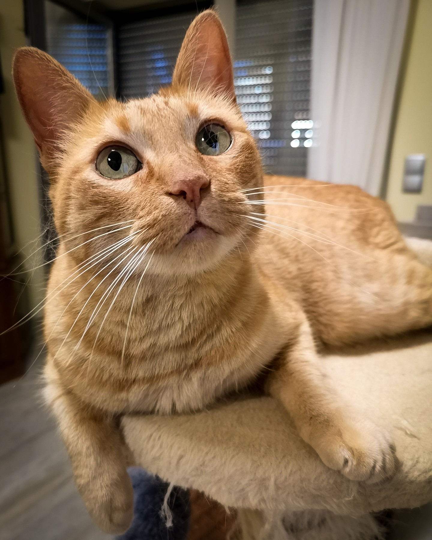 Caga Tacos ๐ป
#petsittingporto #petsitting #petlovers #catsofinstagram #catslovers #animalsofinstagram #petsofinstagram #porto