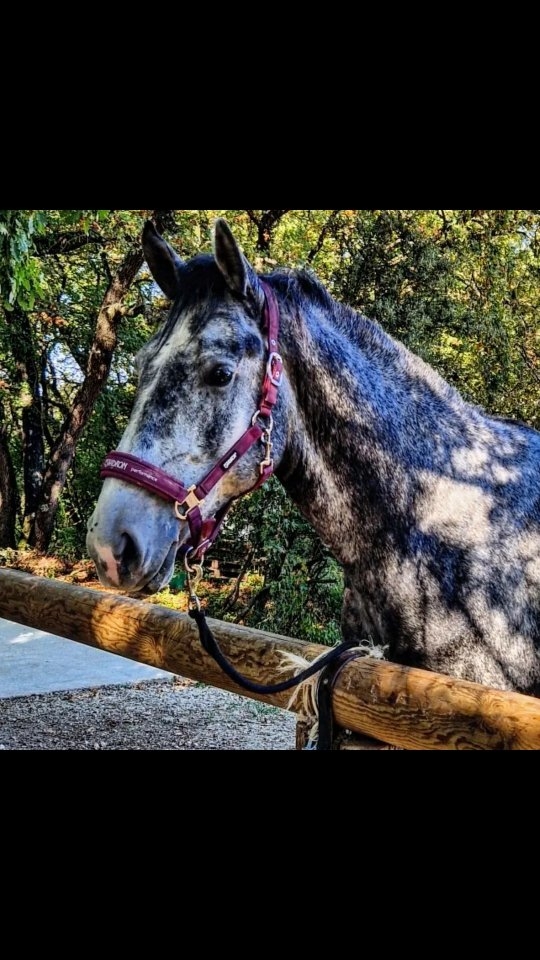 Latino Favory Gaetelisa Lipizzan de bientôt 5 ans a profité d’une belle séance de longe hier 🐎✨
C’est un cheval qui a parfois du mal à se relâcher dans le travail, aussi bien monté qu’en longe, avec une nuque naturellement haute.
L’objectif de la séance était donc de l’aider à prendre davantage de contact sur son mors, à s’étirer et à étendre son encolure au maximum, tout en restant calme et disponible.
Il reste encore du travail, bien sûr, mais on observe déjà une belle évolution entre le début et la fin de la séance 🤍
Merci à sa propriétaire pour sa confiance et pour m’avoir confié le travail de son cheval. Comme elle, vous pouvez me confier le travail de votre cheval, chez vous ou au sein des écuries.
#travailducheval
#longedetravail
#equitationprofessionnelle
#chevalenprogression
#Lipizzan