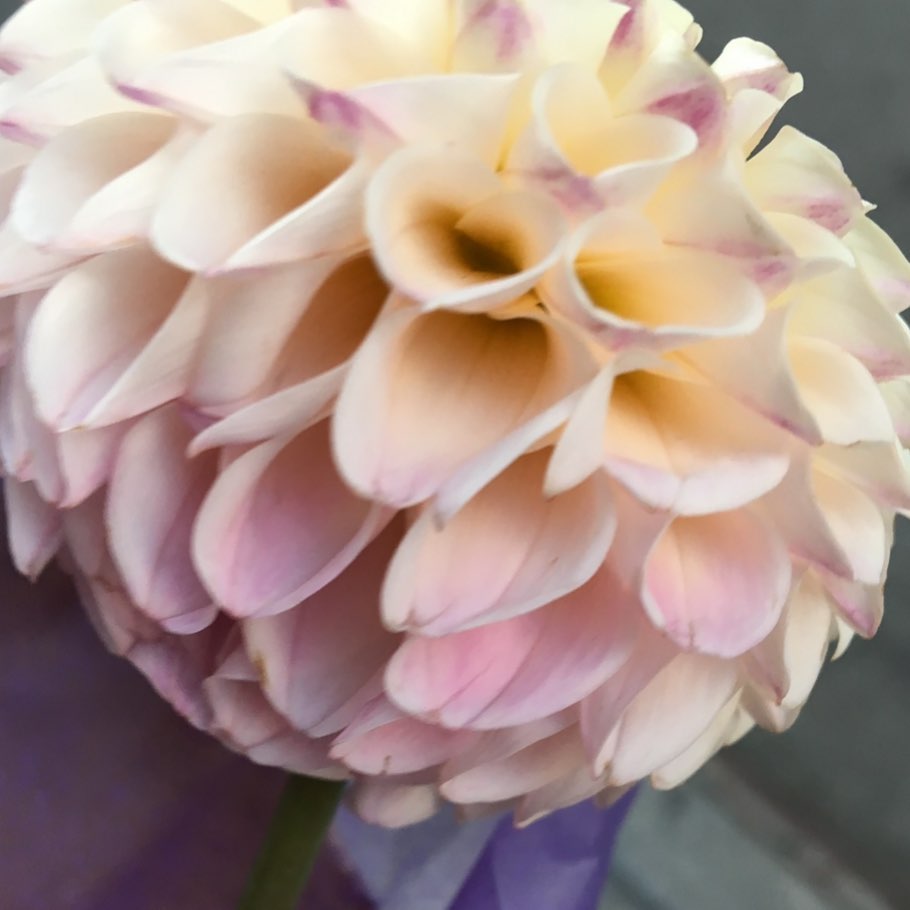 ✨You are pure Magic✨ #detail #floralbeauty #magic #rockandstone #vixenstyle #spring