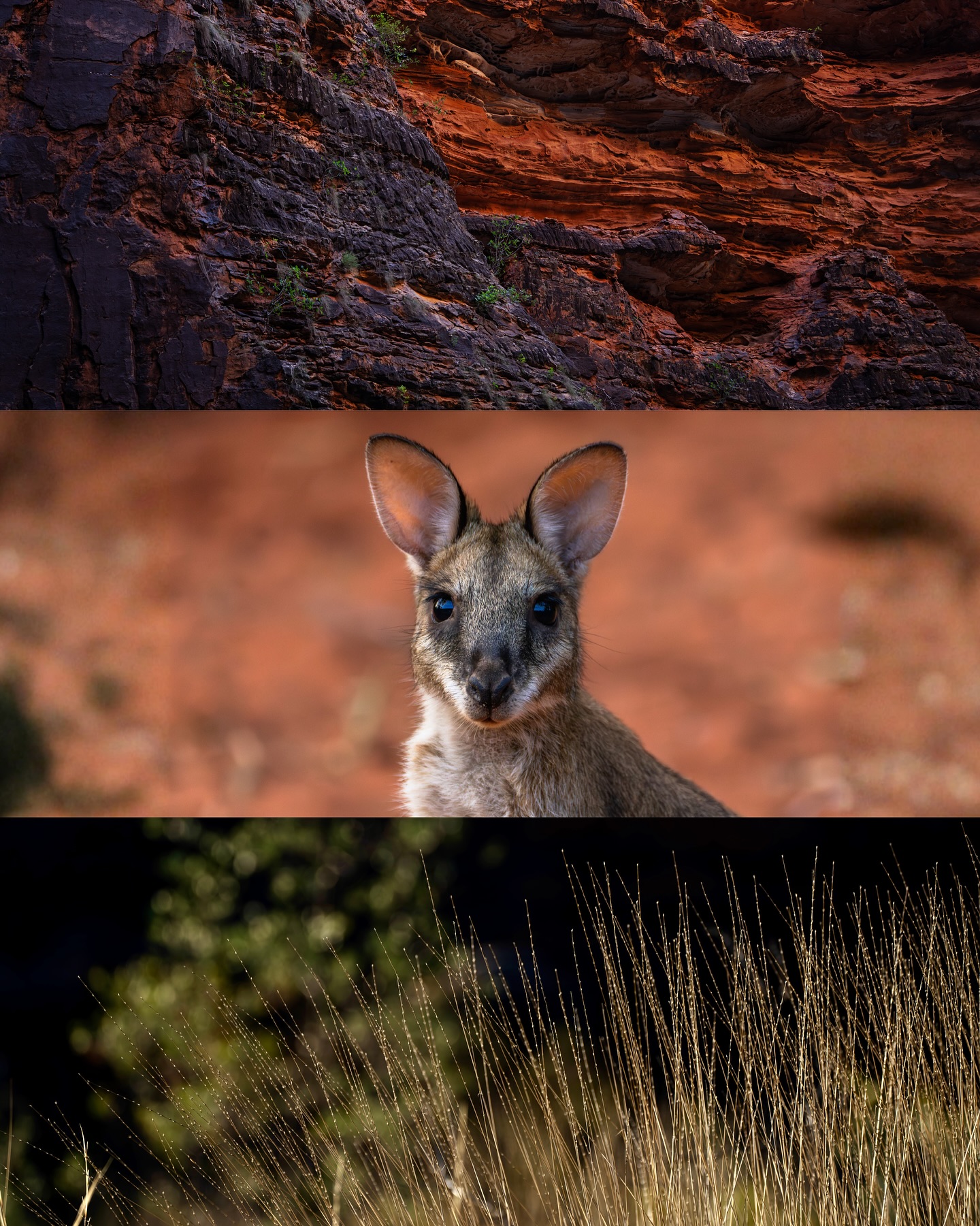 The Kimberley, Western Australia, is simply like nowhere else. With its rich Indigenous culture, vast undisturbed landscapes and an abundance of endemic flora and fauna, tourists travel from around the globe to experience its cultural and environmental richness for themselves.
Yet this irreplaceable part of Western Australia is facing an unprecedented threat. A Texan oil and gas company is seeking approval to begin fracking for shale gas.
Fracking company Black Mountain Energy’s proposal has just been assessed by the Western Australian Environmental Protection Authority (EPA) and earlier this week the EPA released its recommendation in favour of allowing fracking in the West Kimberley.
We all have the opportunity to appeal this recommendation, with the final decision to be made by State Environment Minister Matthew Swinbourne.
If this fracking proposal is allowed to go ahead, it puts the mighty Martuwarra Fitzroy River and its freshwater systems at risk of industrialisation and contamination, as well as the vast floodplains surrounding the proposed fracking site.
You can help by appealing the EPA’s recommendation.
Find the link in my BIO.
Images:
• Slide 1: Bungle Bungle red rock cliffs, black-footed rock wallaby, spinifex in the morning light
• Slide 2: Traditional dance at the Mowanjum Festival in Derby
• Slide 3: Milky Way in the West Kimberley, Martuwarra Fitzroy River at Willare Bridge, Bungle Bungles
• Slide 4: Boab tree with a shooting star in the West Kimberley
• Slide 5: Munkajarra Wetland south of Derby, red-tailed black cockatoo
• Slide 6: Red-tailed black cockatoos in flight after feeding
• Slide 7: Boab tree at sunset, a pair of bee-eaters, Bungle Bungles
• Slide 8: Freshwater sawfish in the Martuwarra Fitzroy River
• Slide 9: Red cliffs of James Price Point, red-tailed black cockatoo in flight, sunset over Munkayarra Wetland
Make your appeal to stop fracking in the Kimberley! please share this with your friends and family! Link to Appeals page in my bio!
#ProtectTheKimberley #NoFracking #FrackFreeKimberley #ausgeo