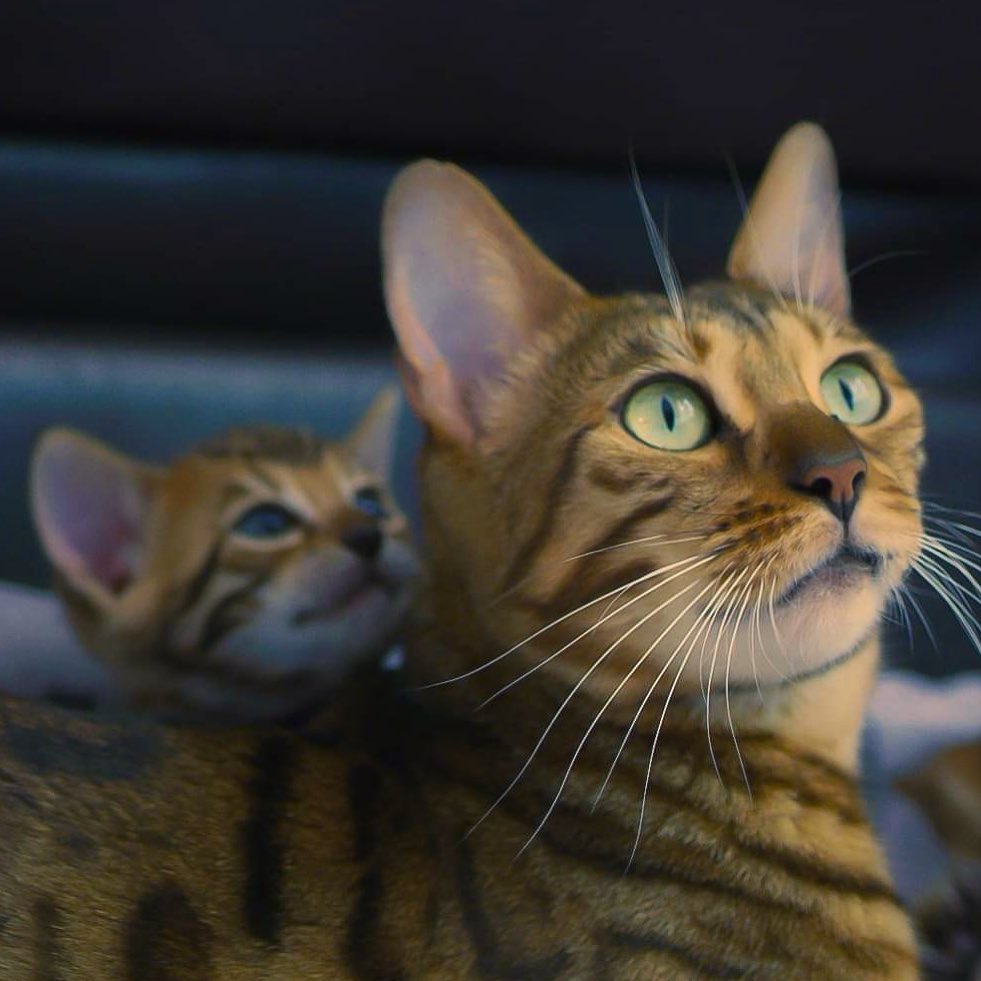 Zelda😻🐾 Maman dévoué ❤️😸😊#proudmomcat#cat#momcat#catoftheday#love#kittenlove#bestmomcat#bengalcat#leranchdubengal#catsofinstagram#eyes#passionchat#chatdamours#meilleurmamanchat#chatdujour#brownspottedbengal#love