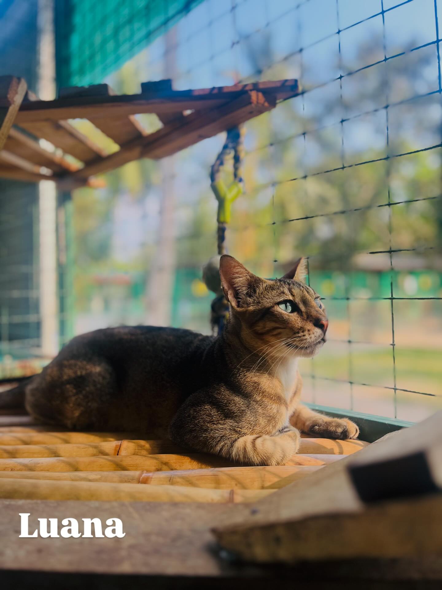 đž đđđđ đ¨đŽđŤ đđđđŹđž
They may not always be in the spotlight, but our cats are just as loving, curious, and full of personality. Each of these faces belongs to a unique soul, patiently waiting for kindness, comfort, and maybe even a forever home.
Swipe through to meet them one by one and get to know their namesâĽď¸
Canât adopt right now but still want to help? đđ¨đŽ đđđ§ đŹđŽđŠđŠđ¨đŤđ đ¨đŽđŤ đđđđŹ đđ˛ đđ¨đ§đđđ˘đ§đ đŻđ˘đ đđĄđ đĽđ˘đ§đ¤ đ˘đ§ đ¨đŽđŤ đđ˘đ¨, or become a monthly sponsor for just âŹ20 and help provide food, medical care, and a safe place to stay đąâ¨
đđŠđ¨đ§đŹđ¨đŤ đđĄđđŚ đĄđđŤđ:
https://whydonate.com/fundraising/save-paws-with-animal-wellness-trust-sri-lanka
Every bit of support truly means the world to them.
#adoptdontshop #catlove #sponsor