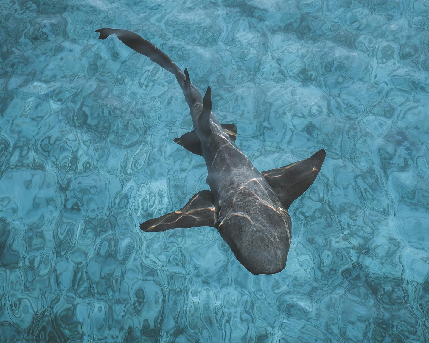 🦈 Credit: Ryan Geller
https://unsplash.com/photos/dBtfwG9XeUY?utm_source=unsplash&utm_medium=referral&utm_content=creditShareLink
