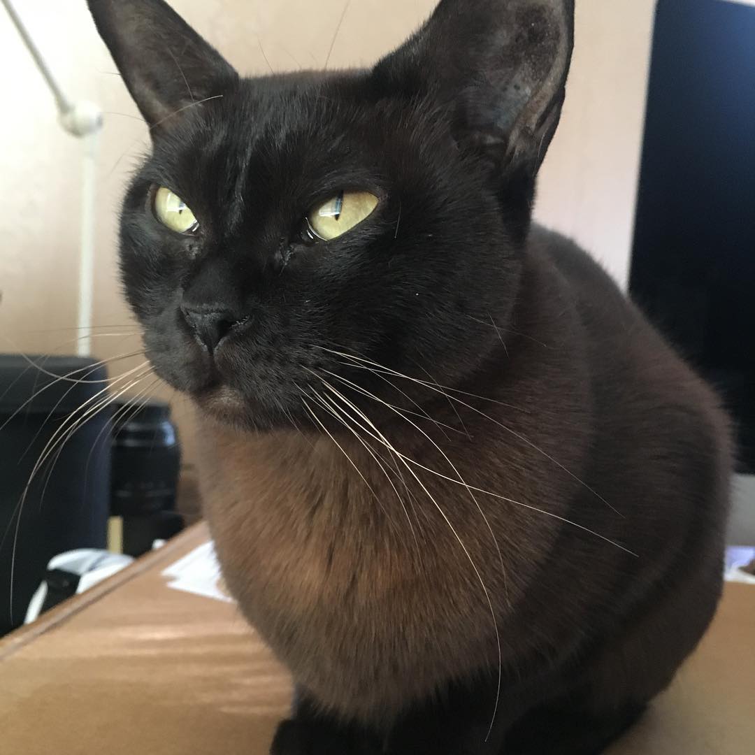Those eyes ... those whiskers!
#cat #catstagram #catsofinstagram #catsofbrisbane #love #cute #chasingtailsbrisbane