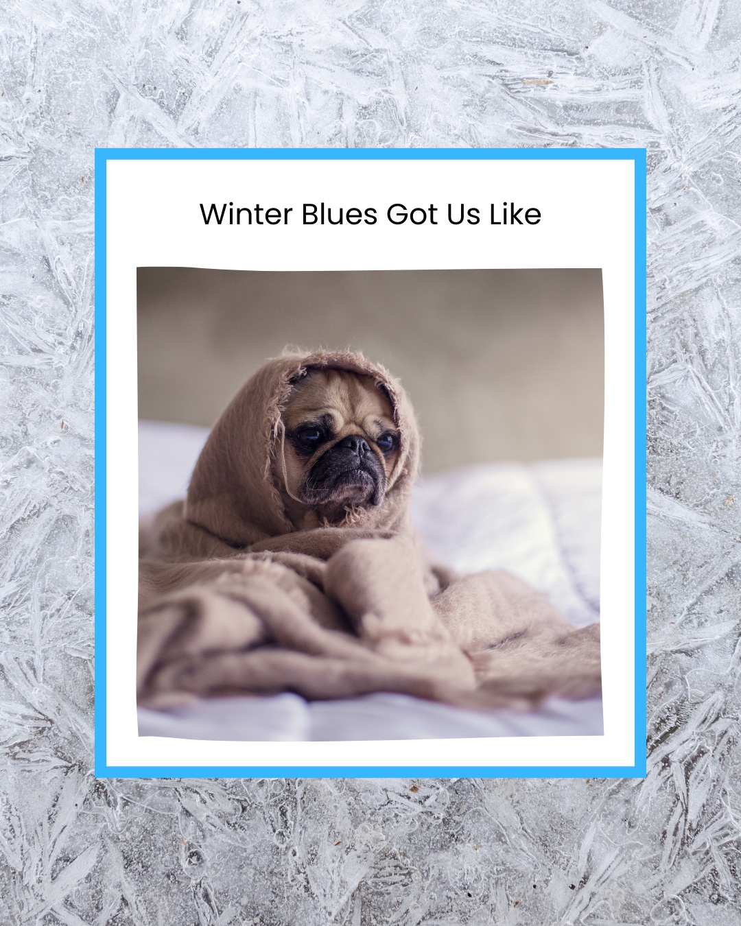 ❄️ Dallas friends — winter weather is on the way! ❄️
With severe cold expected, a few simple steps can help keep your dog safe and comfortable:
🐾 Limit time outdoors and watch for shivering or lifting paws
🐾 Wipe paws after walks to remove ice, salt, or chemicals
🐾 Keep dogs warm and dry — sweaters can help, even for bigger pups
🐾 Make sure senior dogs and those with arthritis or neurologic conditions stay extra cozy
A little preparation goes a long way in keeping our pups safe during the cold. Stay warm out there! 💙🐶