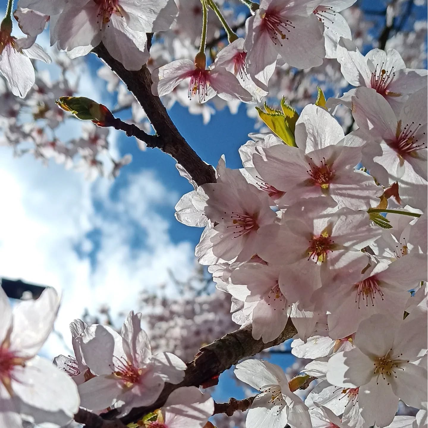 Beautiful blossom. My favourite sign of Spring and brighter days to come. 🌸💕
Netti x
#flowerseverywhere #justacard #blossomwatch #flowersforthesoul #flowerphotographer #finditinfarsley #natureshooters #happyplacefound #loveblossom #flowersinbloom #flowersmakemehappy🌸