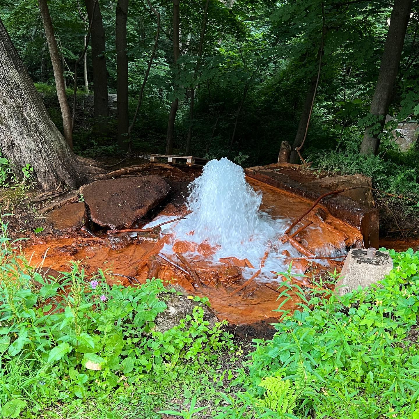 Big Mine Run Geyser, the only geyser on the Eastern part of the United States. Technically water trapped in long abandoned coal mines breaks the surface under pressure at this former air shaft. The orange colored soil is caused by acid mine drainage, heavy metals have been absorbed by the groundwater creating a sulphuric acid.