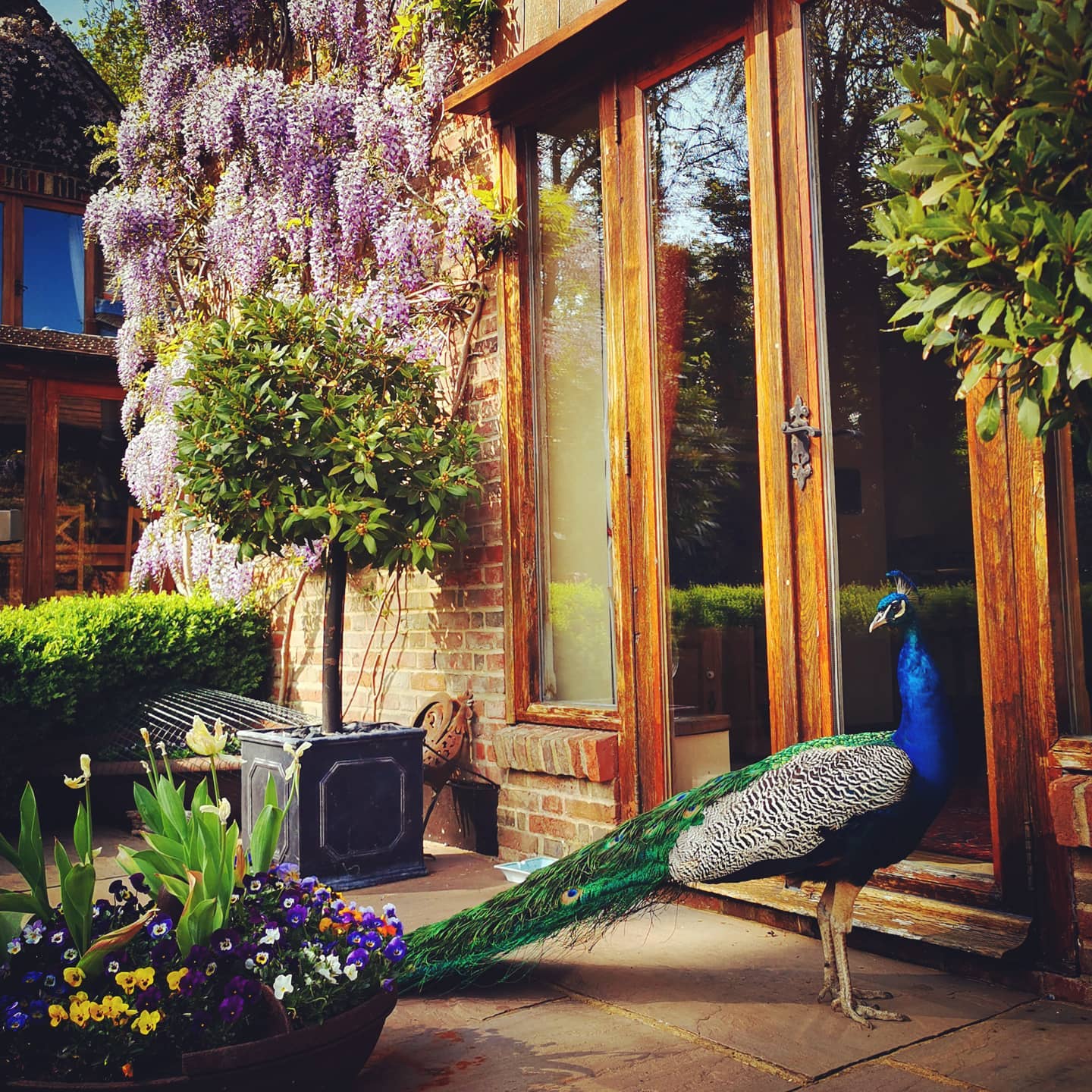 This clients Peacock loves to investigate everything! And the Wisteria we pruned in February is flowering like crazy right now.
#wisteria #gardening #garden #bloomsford #countryhouse #countryliving #barn #barnconversion #peacock #boxhedge #gardenphotography #outdoors #pansy #bay
