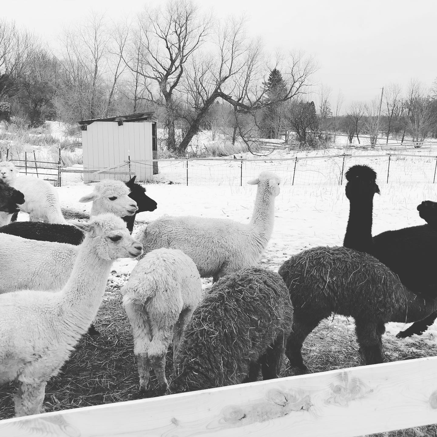 The alpaca love winter ! They definitely have the coats for it!