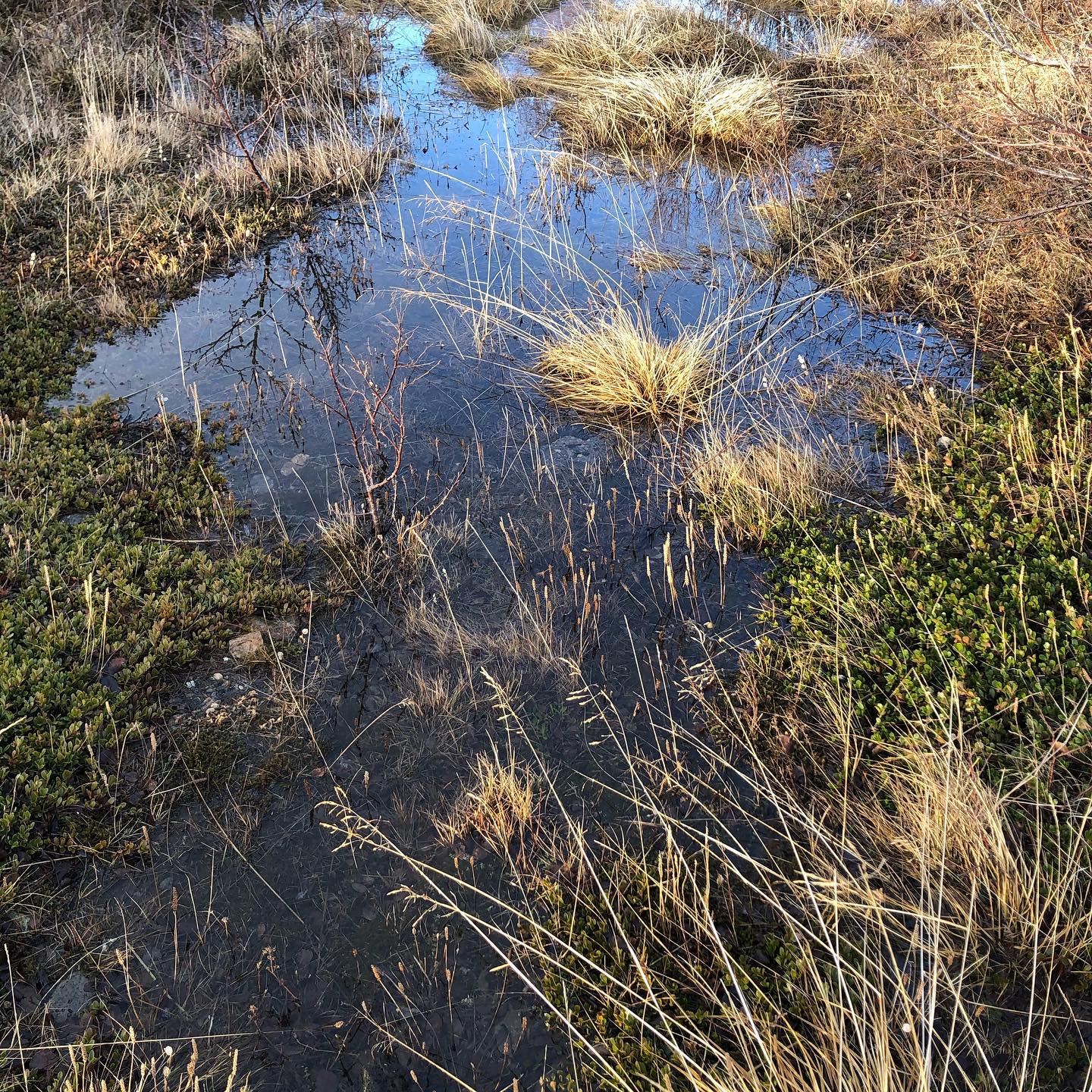 Please note:
Deadline for the August residency session has been changed to April 15th.
www.baer.is