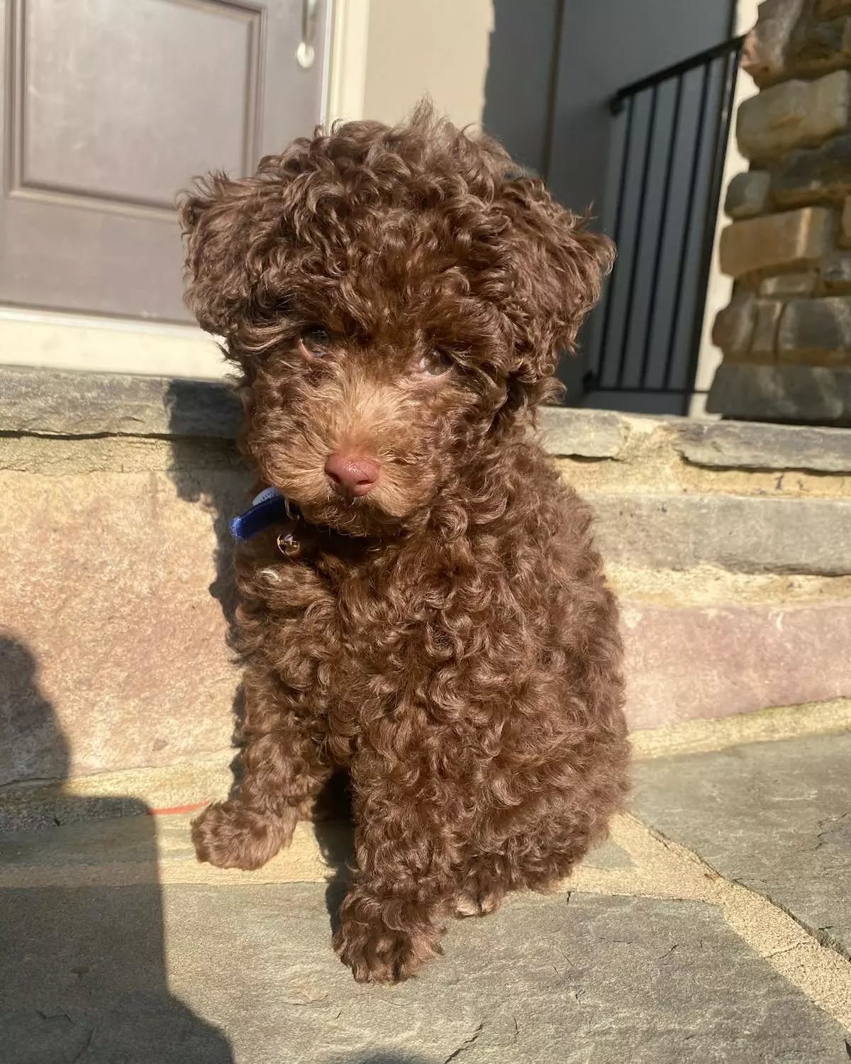Fendi
Teacup poodle
Akc registered
Tea cup puppies coming soon
