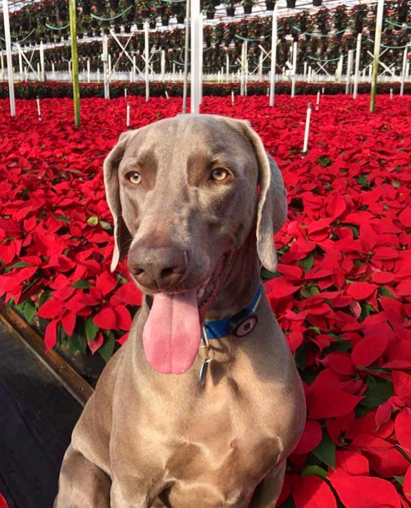 Merry Christmas from all of us at Kurt Weiss Greenhouses!