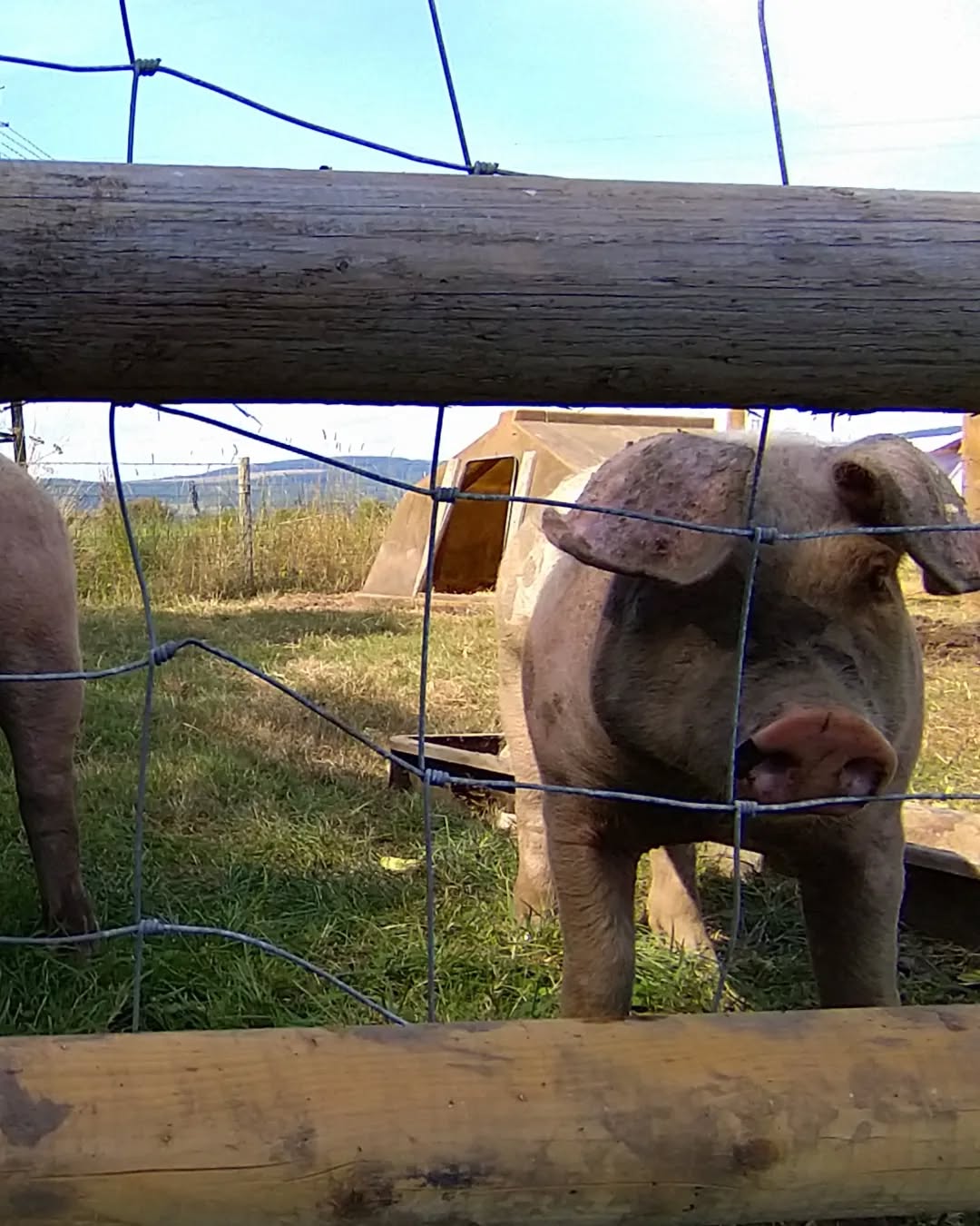 #pig #heatwave #tyncellarcommunityhall #selfcateringcottage #selfcatering #holiday #cottages #margam #porthcawl #bedandbreakfast #inittogether #barnconversion #tyncellarfarm #thebarnbedandbreakfast #inittogetherfestival #farm #farmlife #visitwales #walesadventure #wales❤️#nature #august #wales