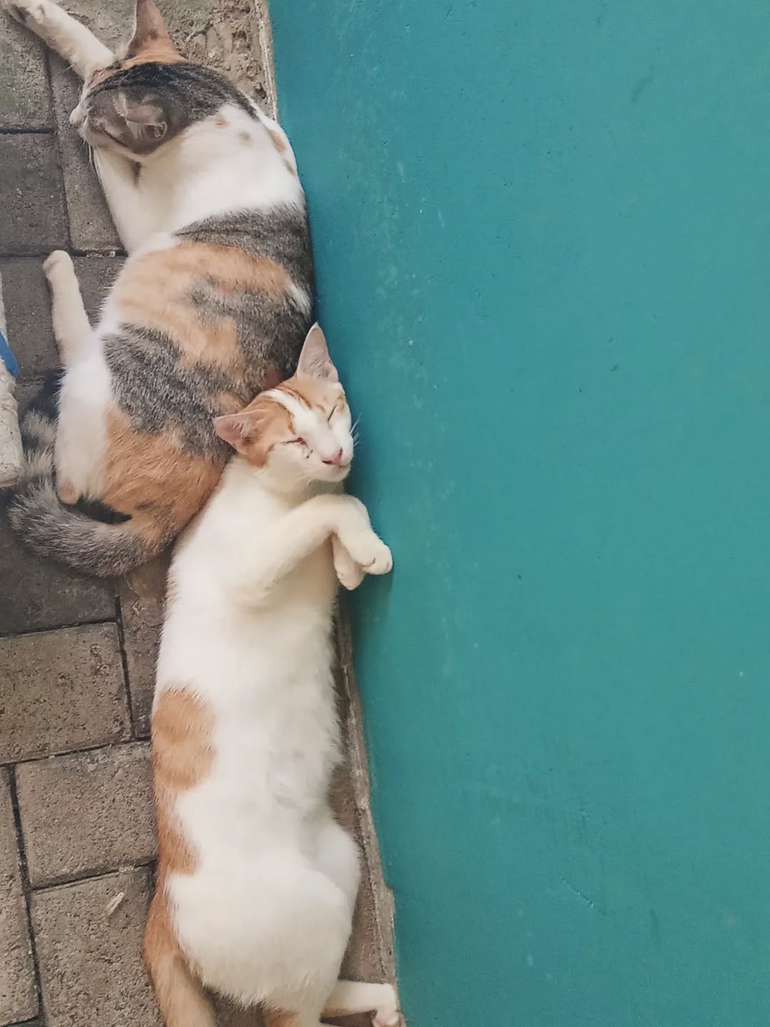 Food comas in all formsđ
â˘â˘â˘
These full bellies wouldn't be possible without YOUR help! From all of us at AWT, we're immensely grateful for each and every donation, allowing us to keep all of our furry friends fueled, healthy and happy as they await their forever homesđśđą
â˘â˘â˘
Help ensure these bellies stay full through the link in our bio âď¸
â˘â˘â˘
#feedme #rescuedog #rescuecat #srilankađąđ° #adoptdontshopđž