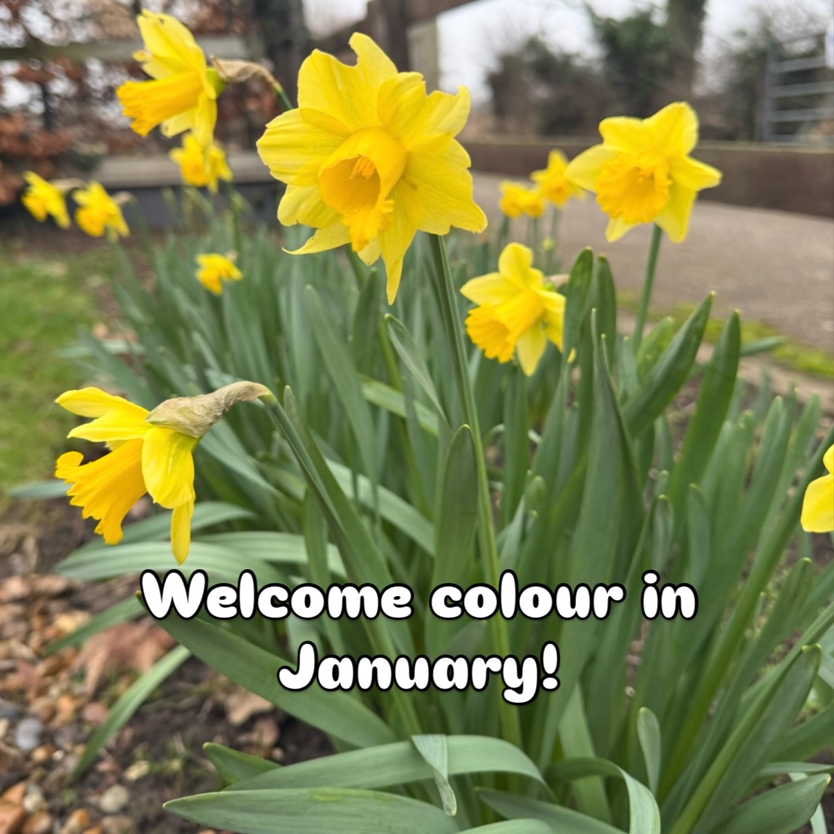 In a friends garden nearby the daffodils can’t wait! It’s turned from miserable and dull to stormy and wet, so we are looking forward to spring too! #daffodils #januaryflowers #springfeeling #yellowflowers #garden