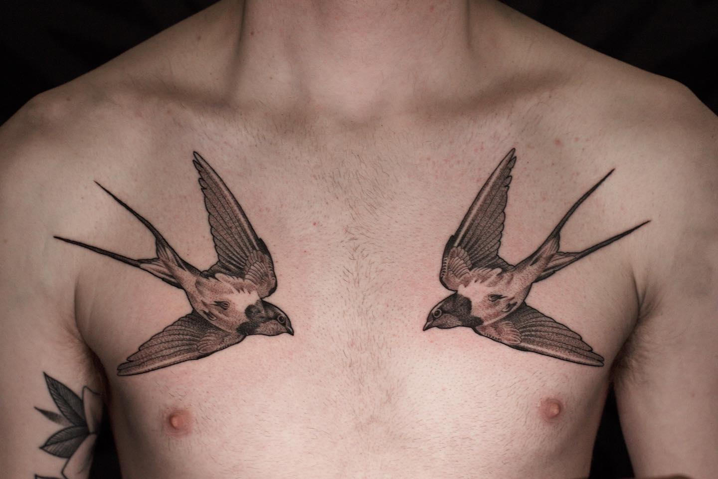Swallows. Thanks Garrett