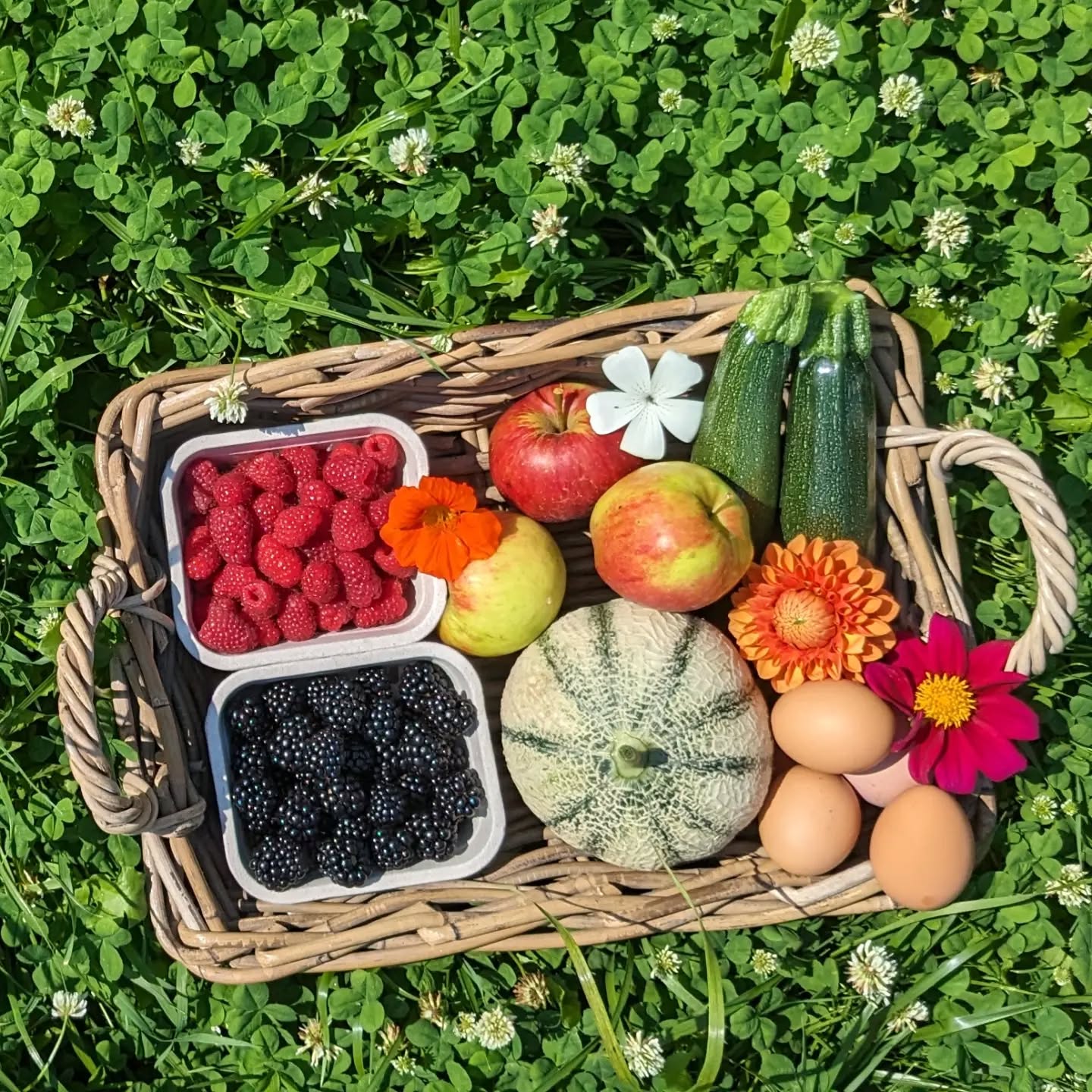 Terug van weggeweest 🏖️
De voorbije week mochten we genieten van een deugddoende vakantie met ons gezinnetje en vrienden 😊
Met een gerust hart konden we het veld achter laten bij de achterban.
Ons hart maakt een sprongetje bij het voelen van al die steun.
Dank dank dank aan Team Daalkouter
✅ Chief operating officer Helmi 🔥⚡🌪️
✅ Chief shop officer mama
✅ Chief turf officer papa
✅ Chief sales officer Yves
✅ Chief technical officer broer
Zonder jullie geen bloeiend veld! ♥️
En nu, er terug in vliegen. De bramen staan prachtig, de herfst frambozen beginnen te rijpen en de eerste meloenen liggen in de veldwinkel.
Heerlijk om terug te komen in onze wildernis.
Spring gerust eens binnen de komende dagen, tis hier goed 😎
Tot op de kouter! 👋