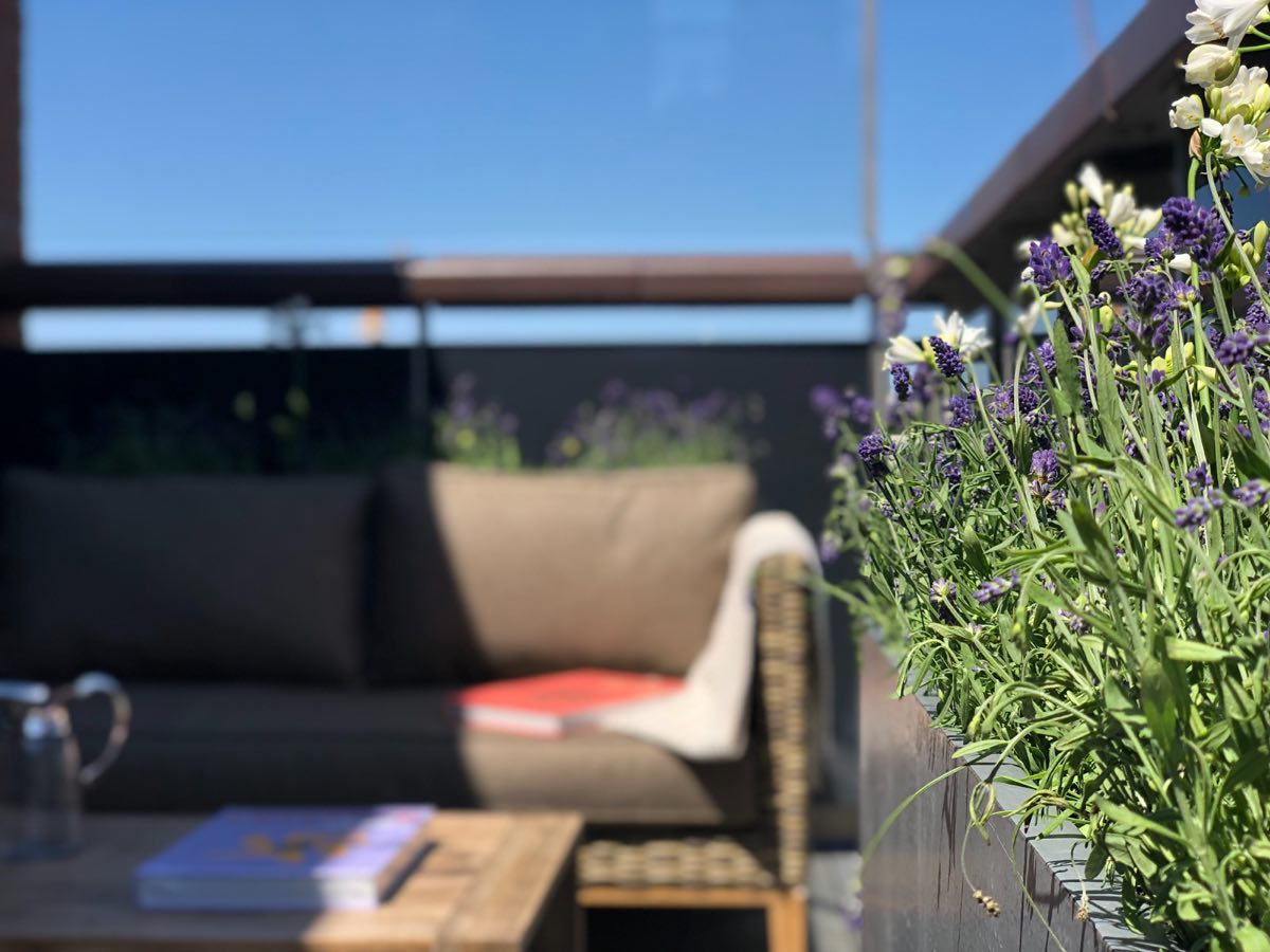 #garden #gardendesign #planting #landscaping #gardenmaintenance #gardensofinstagram #horticulture #horticulturist #plants #landscapedesign #chelsea #chelseagardener #gardening #trellis #gardenstructure #gardeninspiration #gardensofinstagram #gardenworld #decking #lighting #planting #london #maintenance