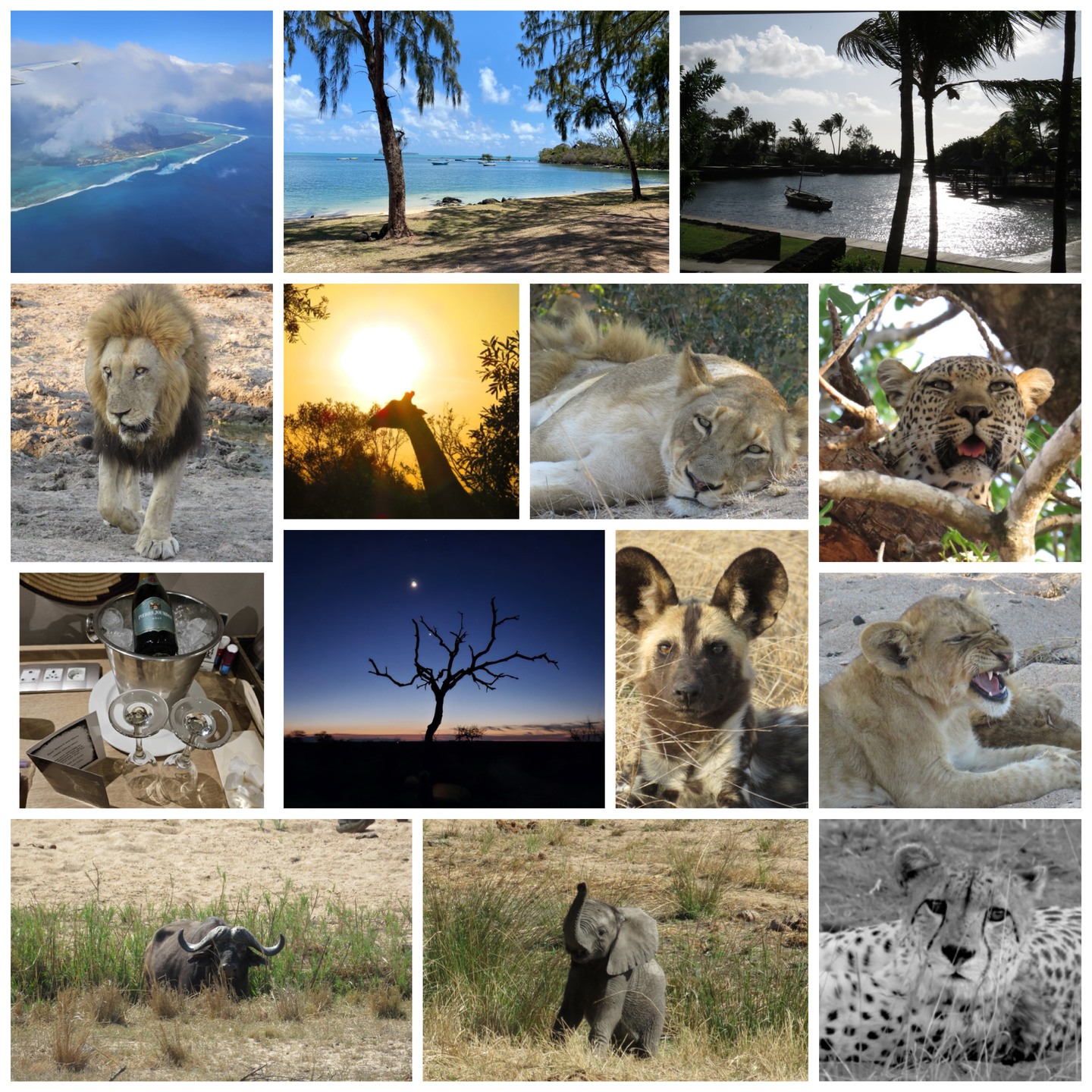 "For their 20th wedding anniversary, Rob & Claire wanted a South African safari followed by somewhere to unwind.
I suggested staying in two safari camps for a richer experience - and they couldn’t have been happier!
From jaw-dropping wildlife encounters to a picture-perfect stay in Mauritius, their trip was everything they dreamed of (and more).
Hearing stories like theirs is why I love what I do!😊
See Link in Bio
"
#supportlocalbusiness #personaltraveladvisor #professionaltravelexpert #travelexpert #independenttravelagent #luxurytravelexpert #northamptonshirebusiness #thrapston #oundle #thrapstonbusiness#sjpholidays#africaandbeyond#paradisecove#visitmauritius#visitsouthafrica#simbavatilodgecollection#simbavati#inyatigamelodge