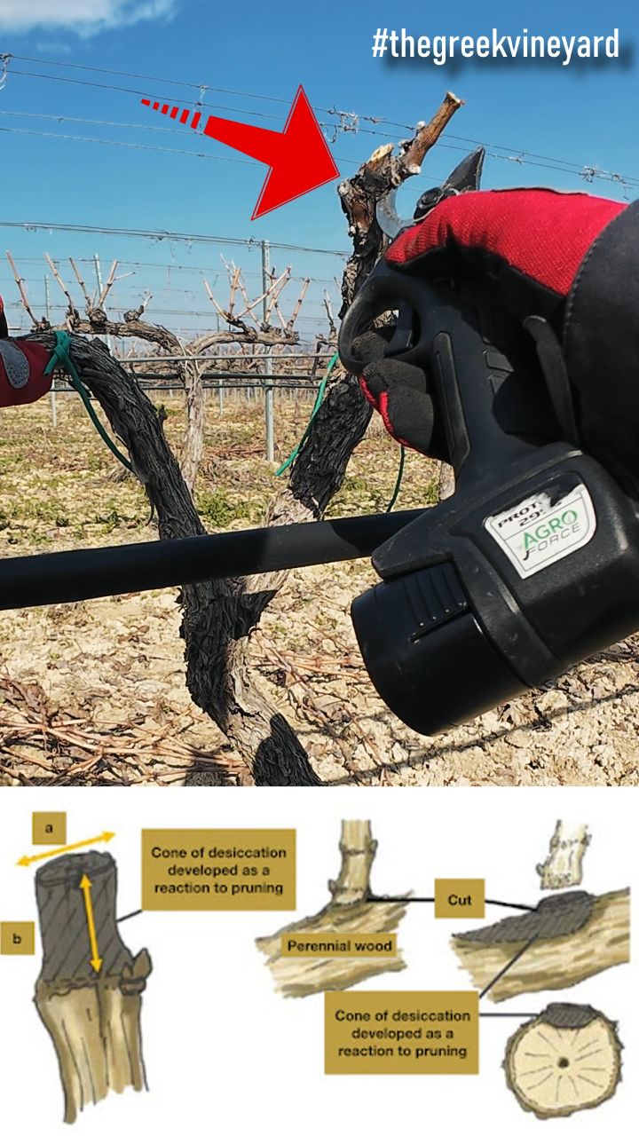 🍇 Το κλάδεμα είναι η σημαντικότερη παρέμβαση στο αμπέλι. Μια διαδικασία τόσο απαραίτητη για την διατήρηση του σχήματος αλλά και για την επόμενη παραγωγή, αλλά και τόσο επικίνδυνη για την μακροζωία του αμπελώνα!
Μάθε περισσότερα για το κλάδεμα με τους αναλυτικούς οδηγούς κλαδέματος στο κανάλι του The Greek Vineyard στο YouTube
🍇 Βρείτε μας:
https://www.youtube.com/@TheGreekVineyard
https://www.instagram.com/the_greek_vineyard/
https://www.tiktok.com/@the_greek_vineyard
#shorts #αγροτης #thegreekvineyard #farming #κλαδεμα
