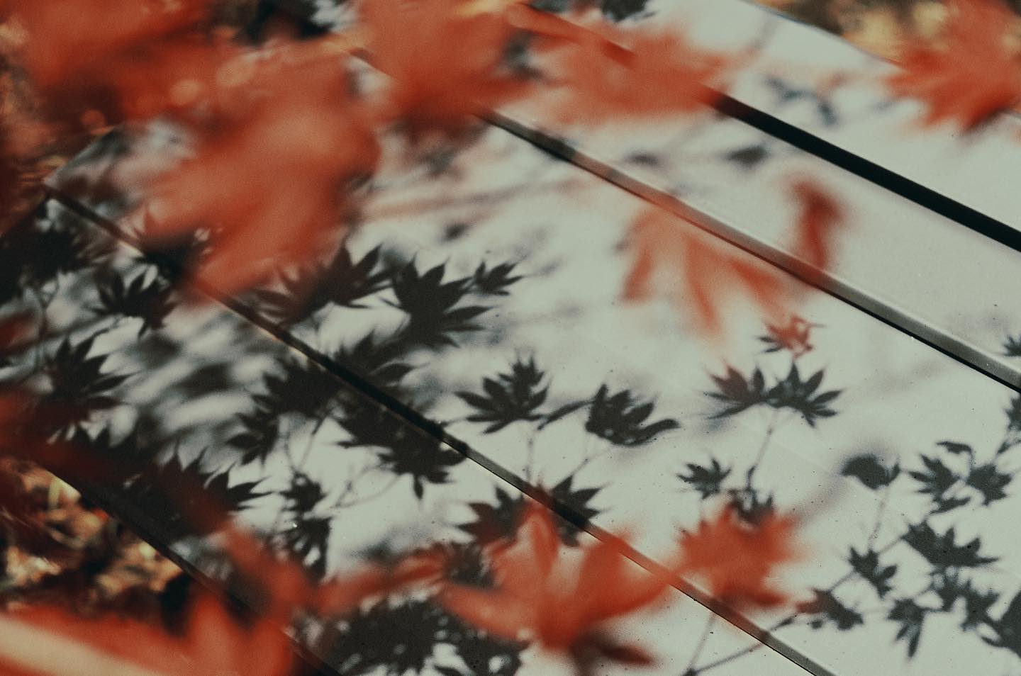 秋ですね。
#autumn #🍁 #nature