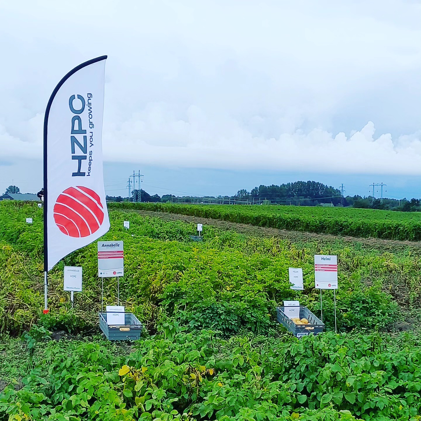 Ruotsissakin oli kenttäpäivät! Borgebyssä tutustumaan pääsi HZPC:n kaunottariin: Annabelleen ja Helmiin 👌 #annabelle #helmi #peruna #potatis #potato