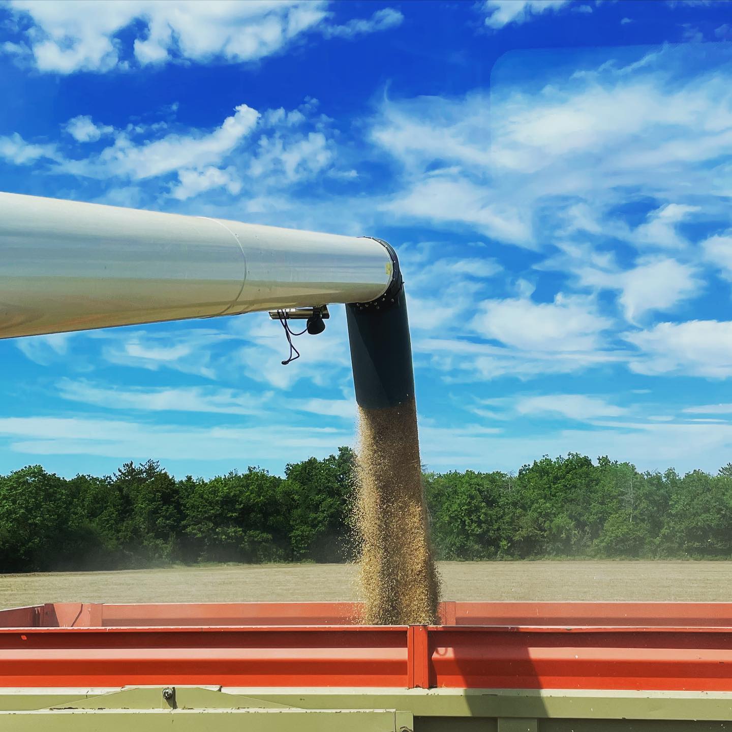 Après une grosse frayeur avec la moissonneuse, c’est parti pour la récolte du blé.#agriculture#agriculteur#paysan#moisson#blé#bio