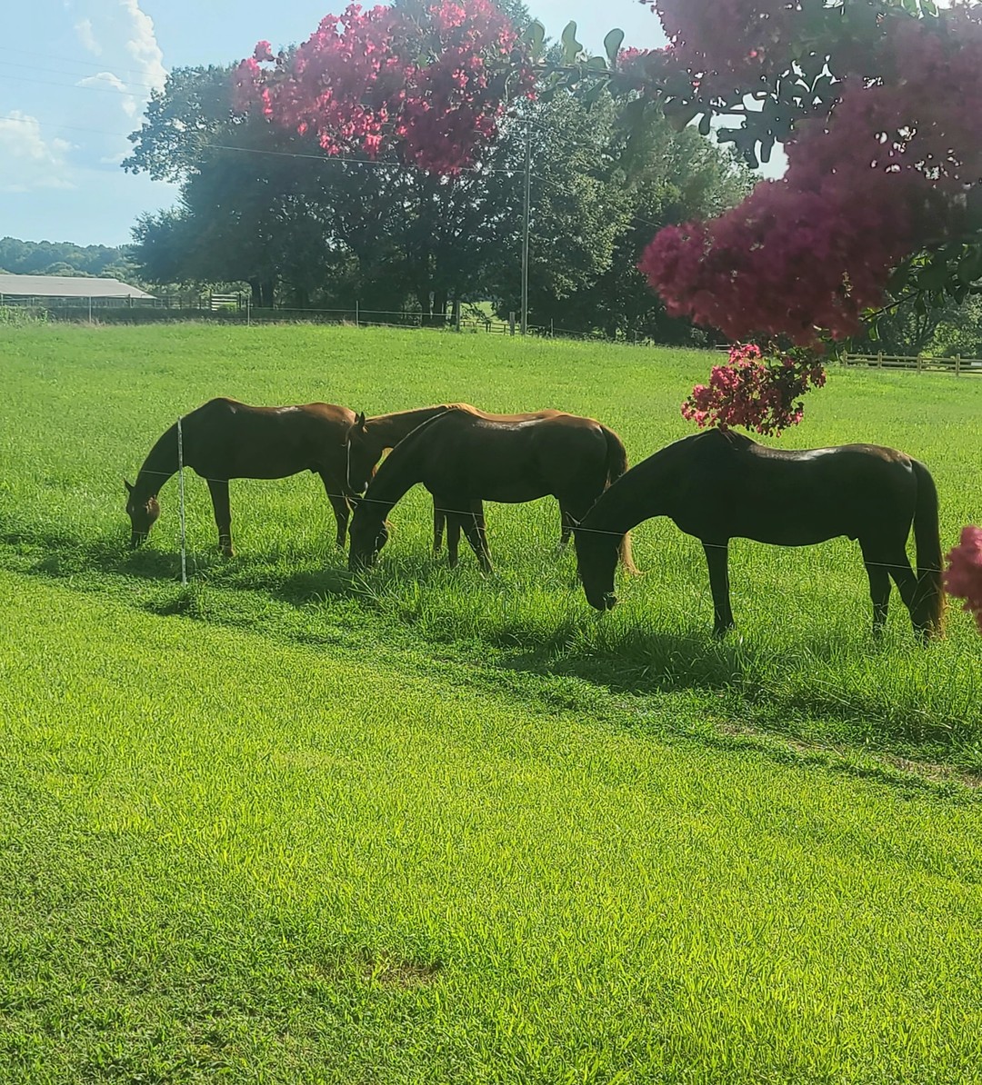 Welcome to our new horse residents. And they'll have #ridingtrails right here.
