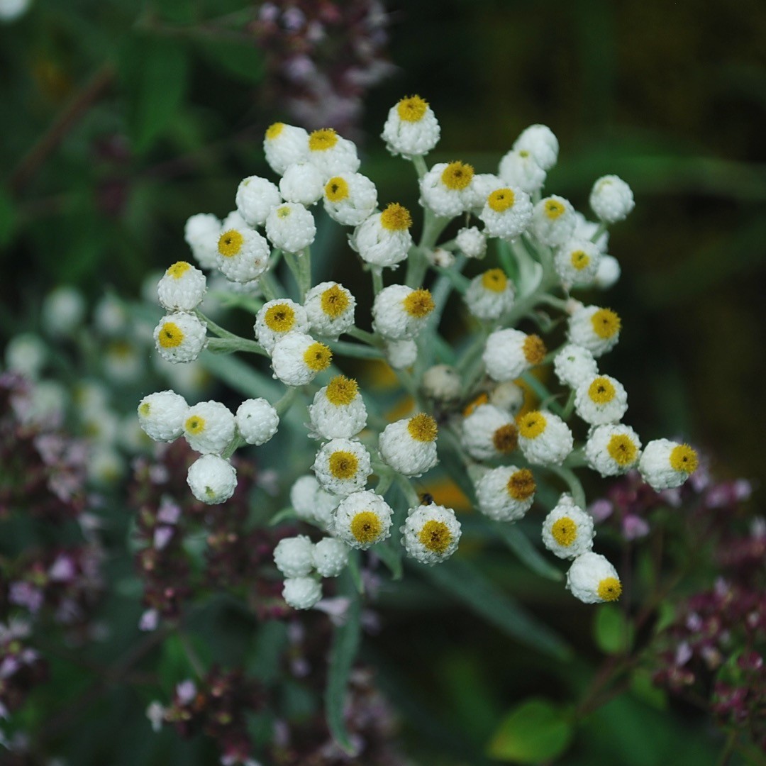 Avec son feuillage argenté, l'immortelle blanche est déjà belle avant même de fleurir. Mais que dire de ces délicats bouquets d'inflorescences blanches qui ne tarderont pas à ouvrir et à durer longtemps. Si longtemps qu'une fois séchés, les bouquets se conservent presqu'éternellement. #pepinierenorthhill