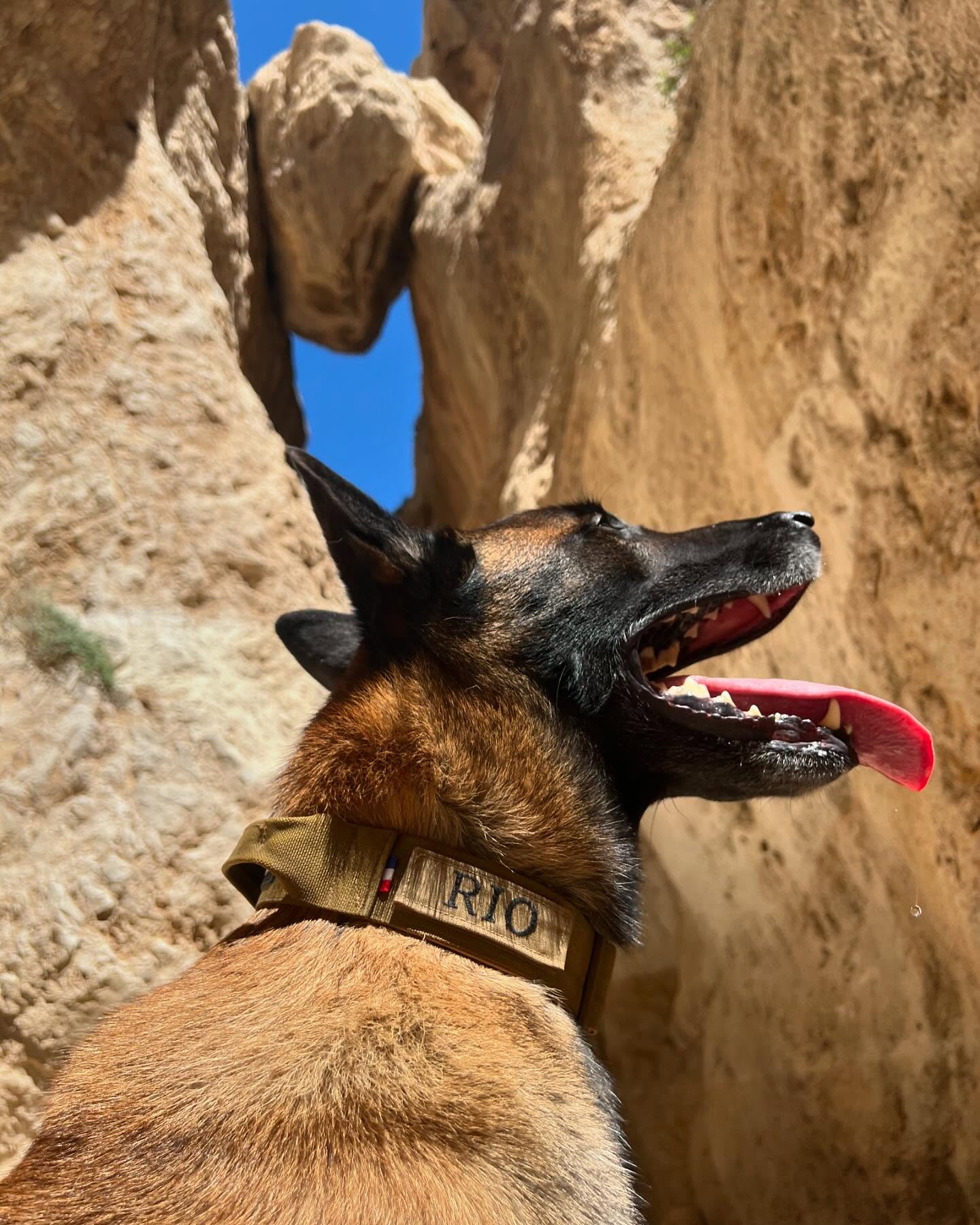 www.K9-tactic.com
#chiendetravail #malinois #collierchien #tactique #maitrechien