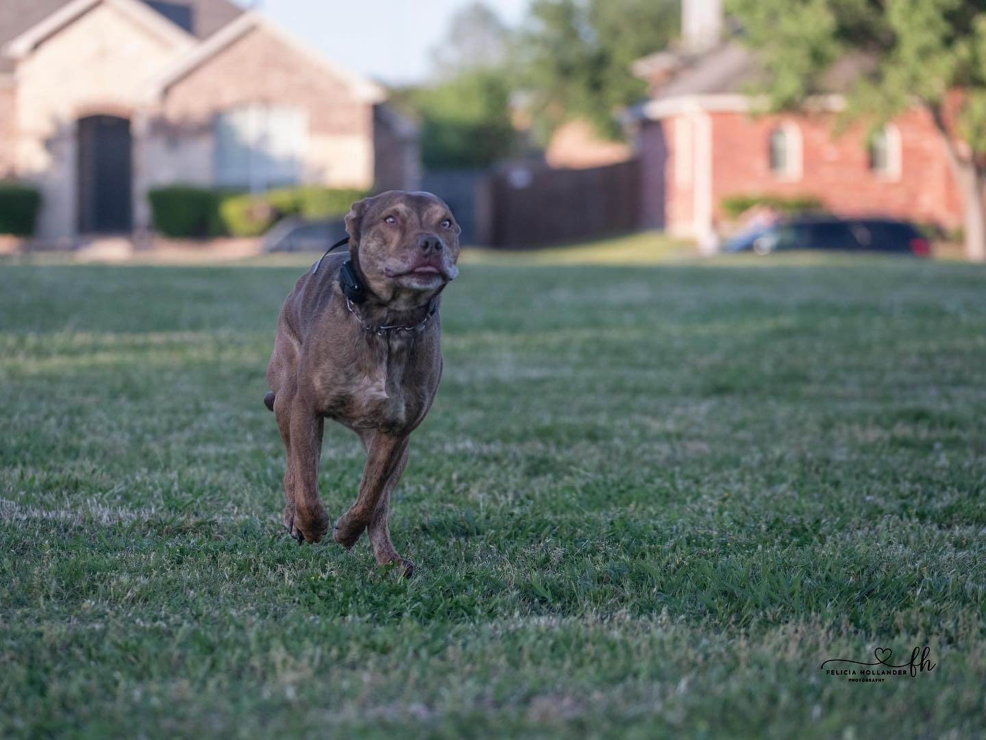 Coming in hot 🔥 his recall faces are my favorite! 😂
If you are struggling with an enthusiastic recall pm me for details about my lesson programs!
#dogtraining #dogtrainer #obediencetraining #recalltraining #mutt #pitbullmix