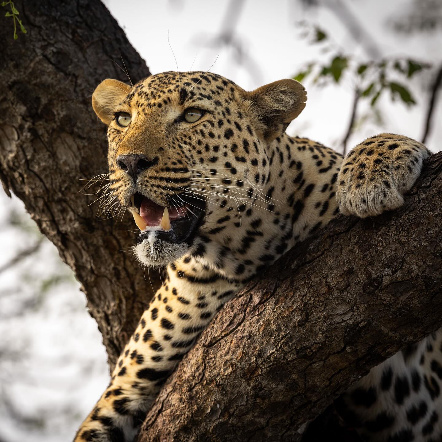 Leopards and lions, big cats living in the same habitat, alongside each other. How do they do it? Come and learn on safari with me🙏🏼♥️🦁