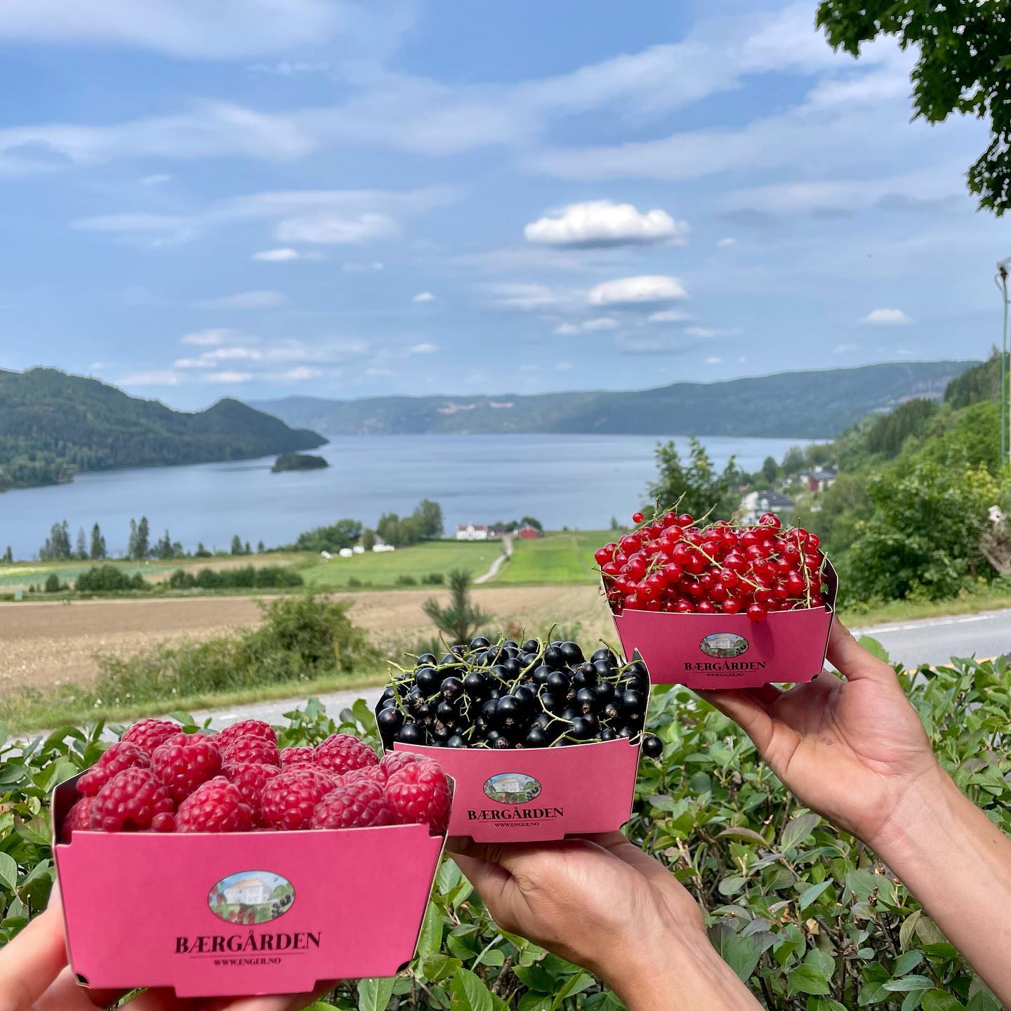 Kunne det friste med bringebær, solbær eller rips? Ring 917 96 096 for bestilling 🌸