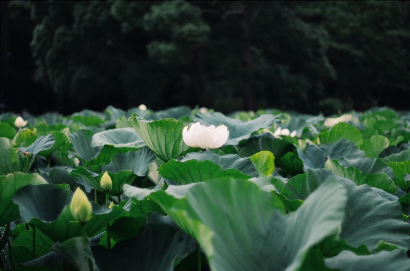 睡蓮
#Waterlily #white #flower