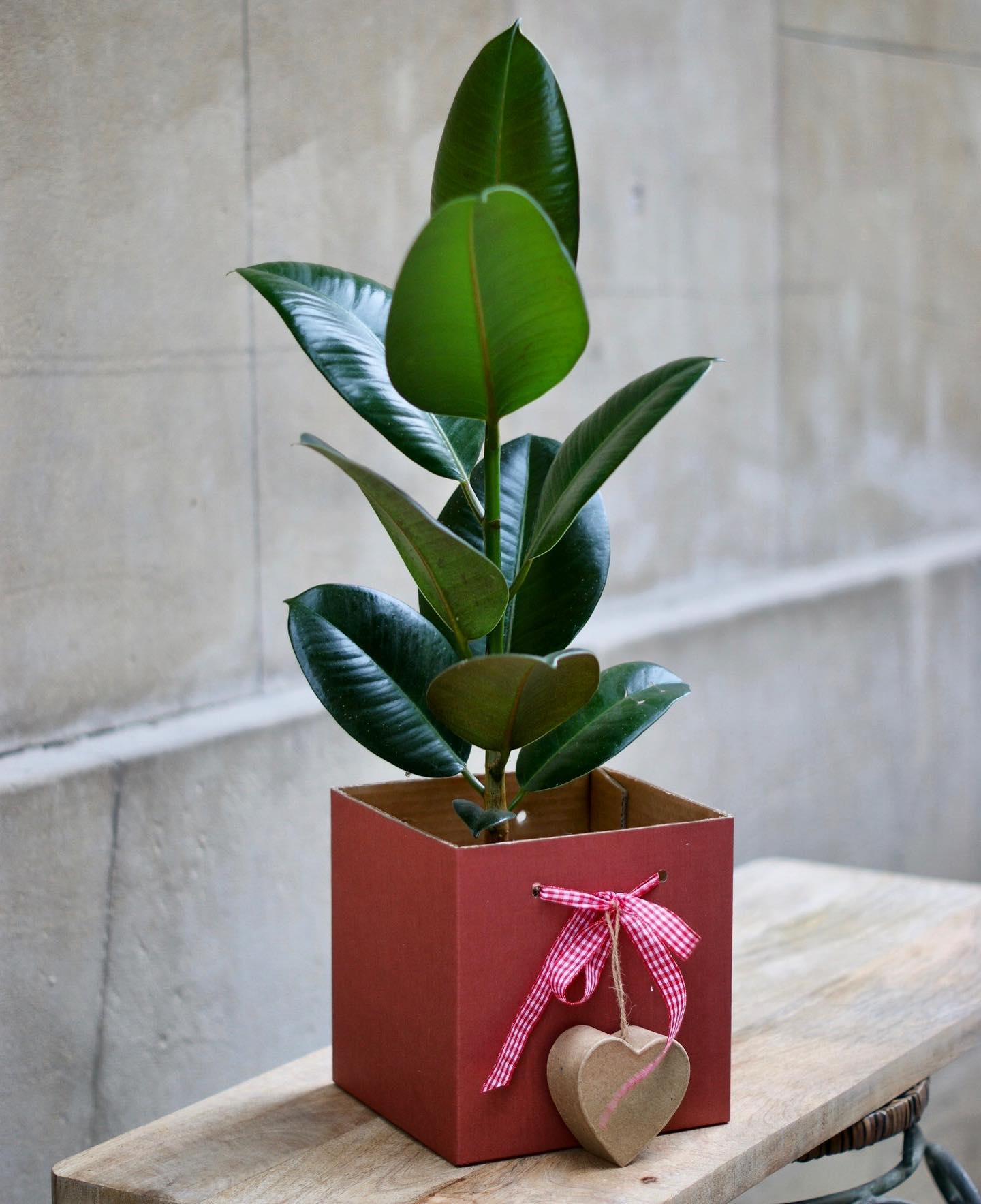 🌱
floristeriavillamiranda.com