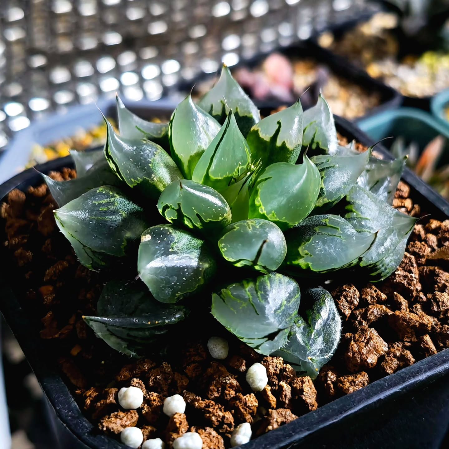 Haworthia Urahannya Seedgrown
Outdoor night photography under artificial corridor lights.
#haworthiaurahannya #haworthiaseedgrown #urahannya