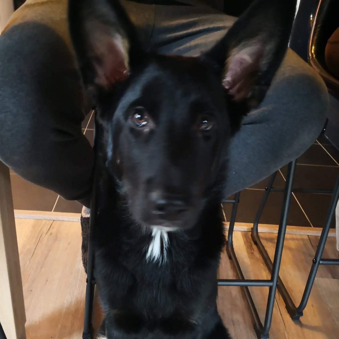 Sendo, berger allemand X beauceron de 4 mois.