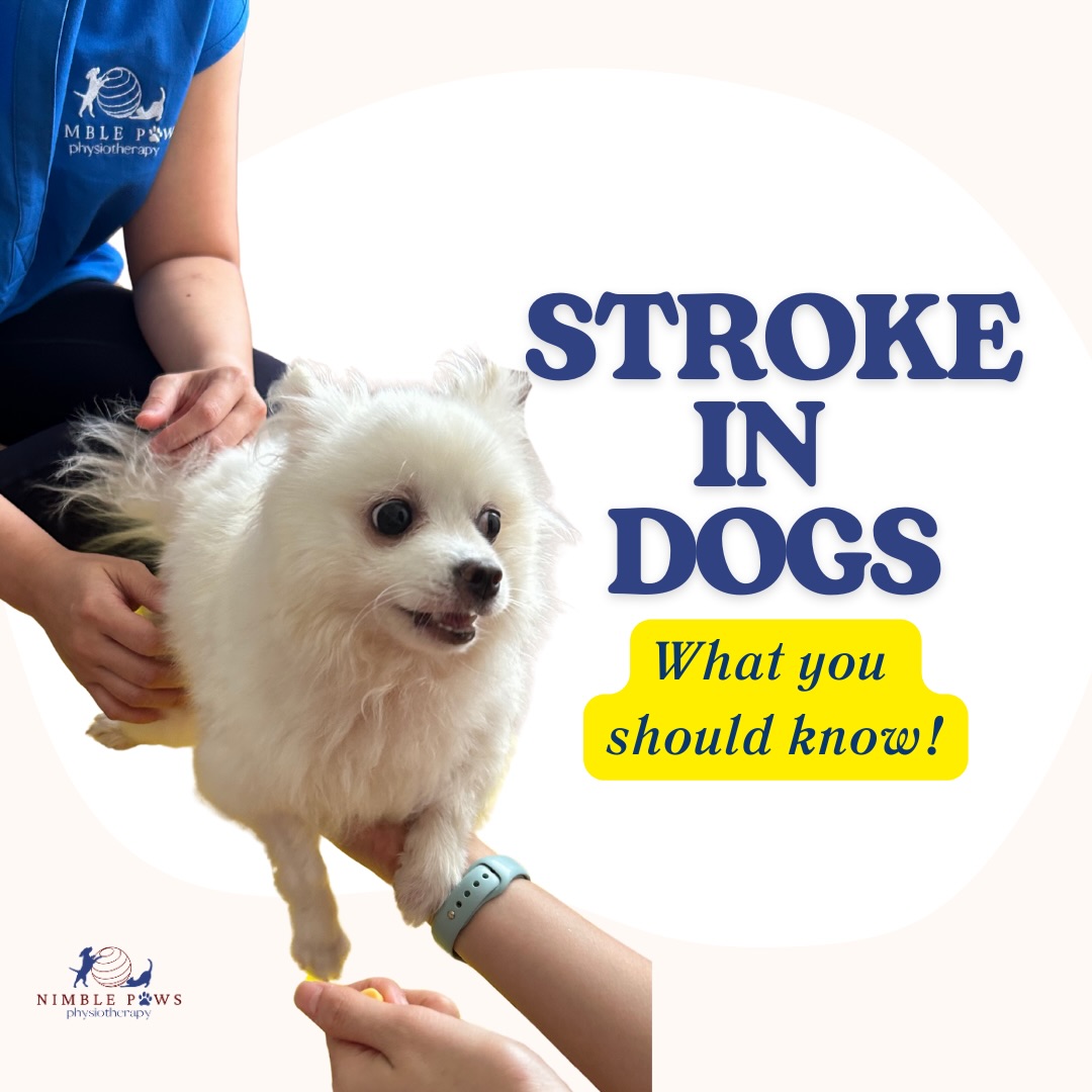 Strokes in dogs are uncommon, but recognising the signs early matters.
Sudden balance loss, head tilt, eye changes, or changes in behaviour should never be ignored.
If something feels sudden and off, trust that instinct and seek veterinary care promptly.
If youād like to learn more, including risk factors, how strokes present, and what to do next, weāve broken this down in our latest blog post - Link in bio!
#nimblepaws #movementmatters #caninerehab #dogphysio #sgdogs