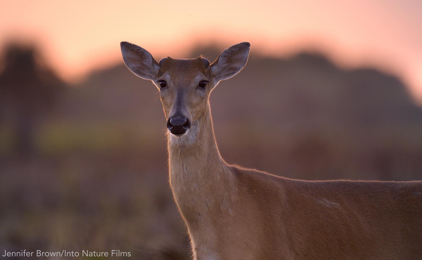 A White-tailed Deer breaks from his foraging in a burned prairie at Kissimmee Prairie Preserve State Park.
Deer thrive in the fire communities of Florida. Burned prairies are places to move around and forage. Shady tree islands are places to hide and rest.
Image from our independent film 'Little Brown Bird' in final production about another pyrophile, the Florida Grasshopper Sparrow. LittleBrownBird.org
