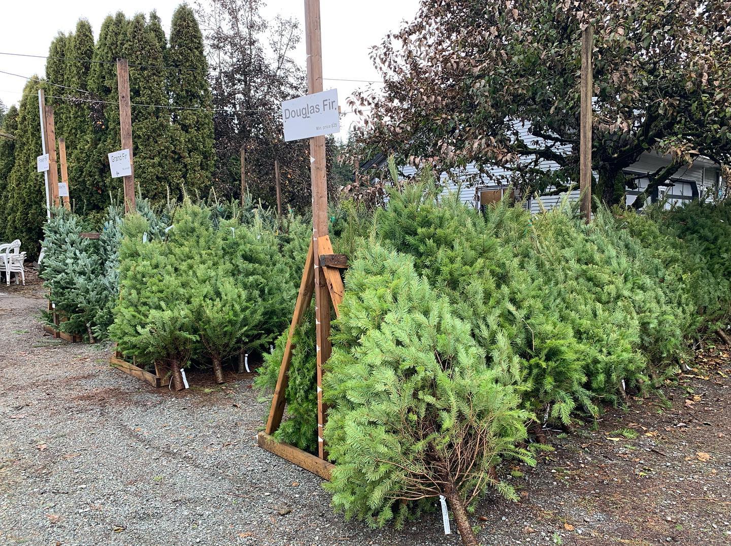 We’ve got a beautiful load of fresh Pre-Cut trees ready for Opening Day tomorrow! Douglas Fir, Grand Fir, Fraser Fir, Noble Fir, Nordmann Fir