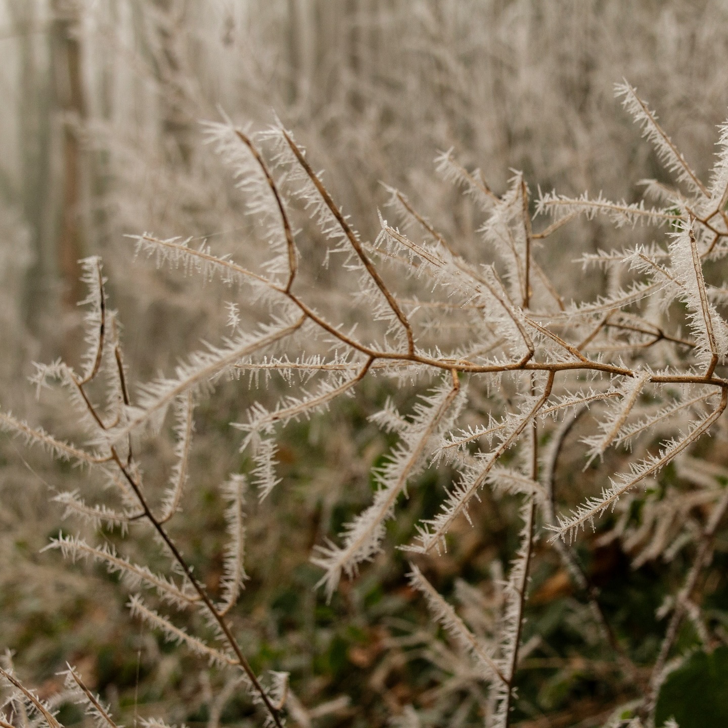 Je ne vais pas prendre de résolutions.
Elles me poussent à faire, à changer, à corriger.
Comme si je n’étais pas déjà assez.
À la place, je dépose une intention. Sans exigence.
Parfois un mot, un souffle.
Une sensation qui revient quand j’en ai besoin.
Ce début d’année, je n’ai rien à prouver.
J’ai juste envie d’être fidèle à ce que je sens.
Et d’y revenir, doucement, chaque jour un peu.
Toi, quelle intention poserais-tu pour commencer cette année?