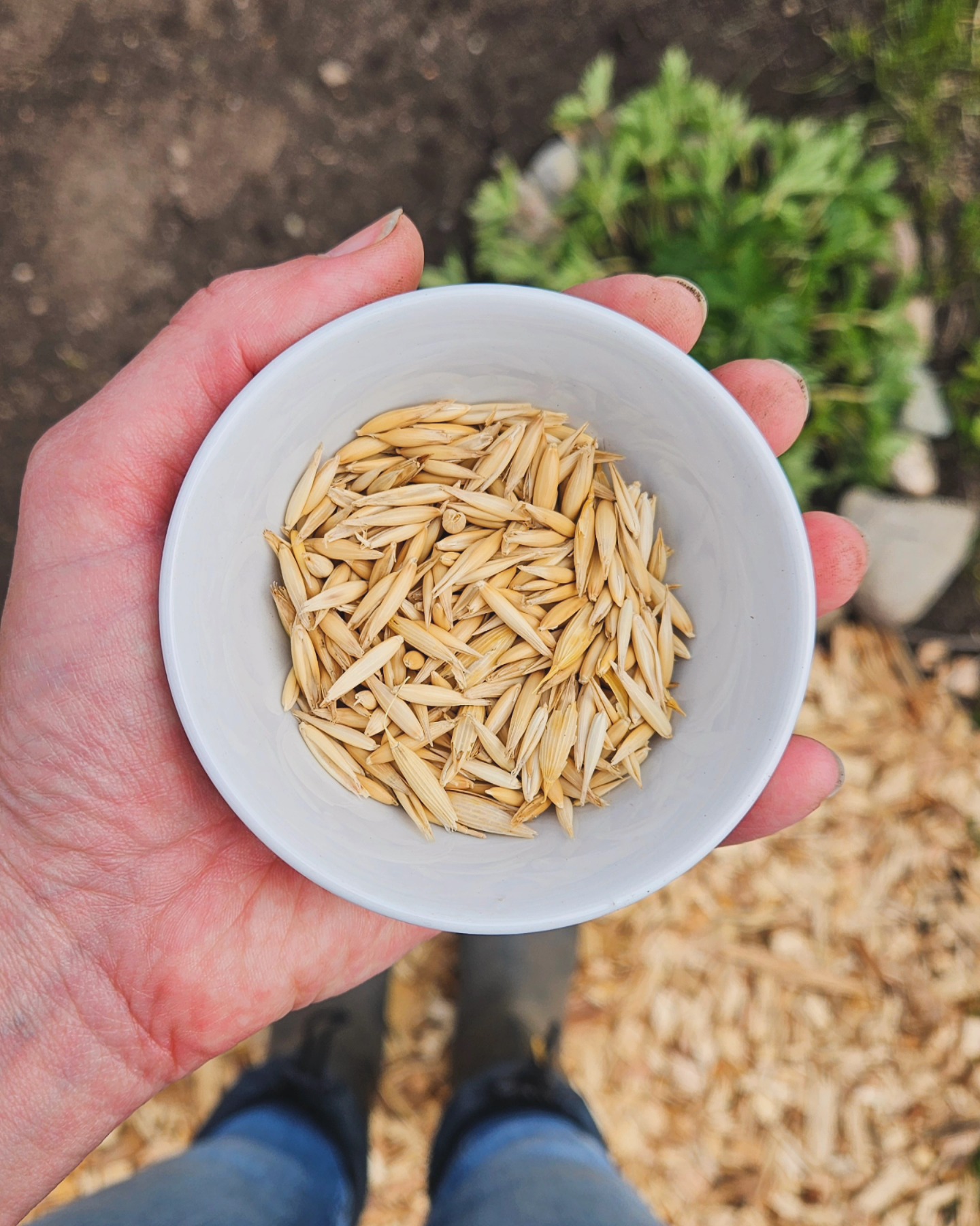Sowing seeds. An act of patience. A form of meditation. Here's to an abundant growing season! 🌿🌾🌿
#medicinalherbs #herbgardening